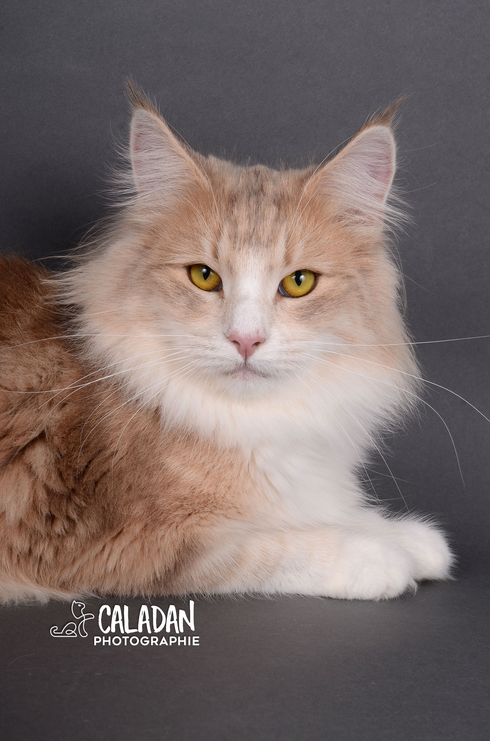 Jolie chatte des forets norvégiennes de la chatterie caladan