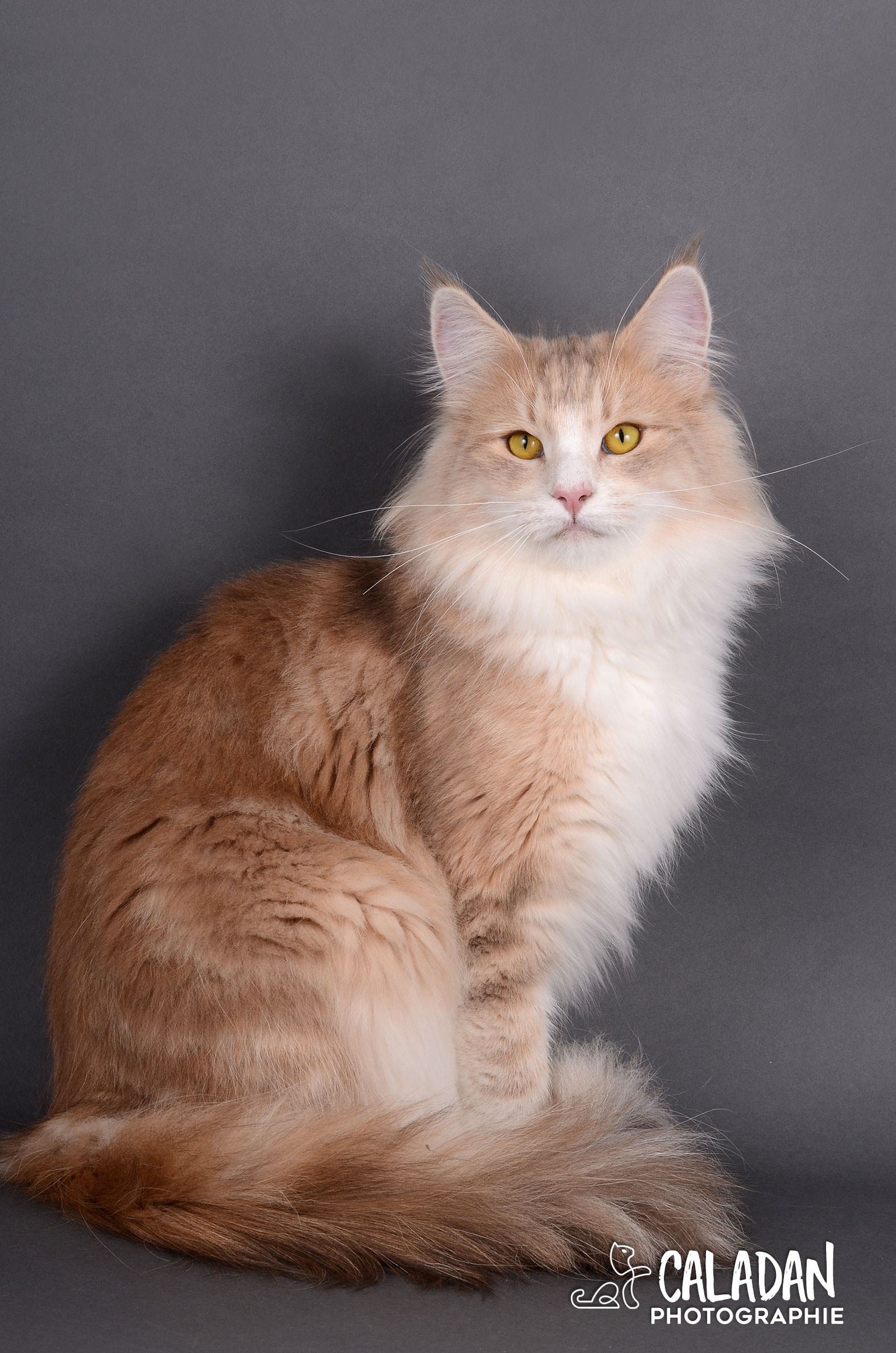 chatte norvégien bleu ambre, reproductrice à l'élevage caladan