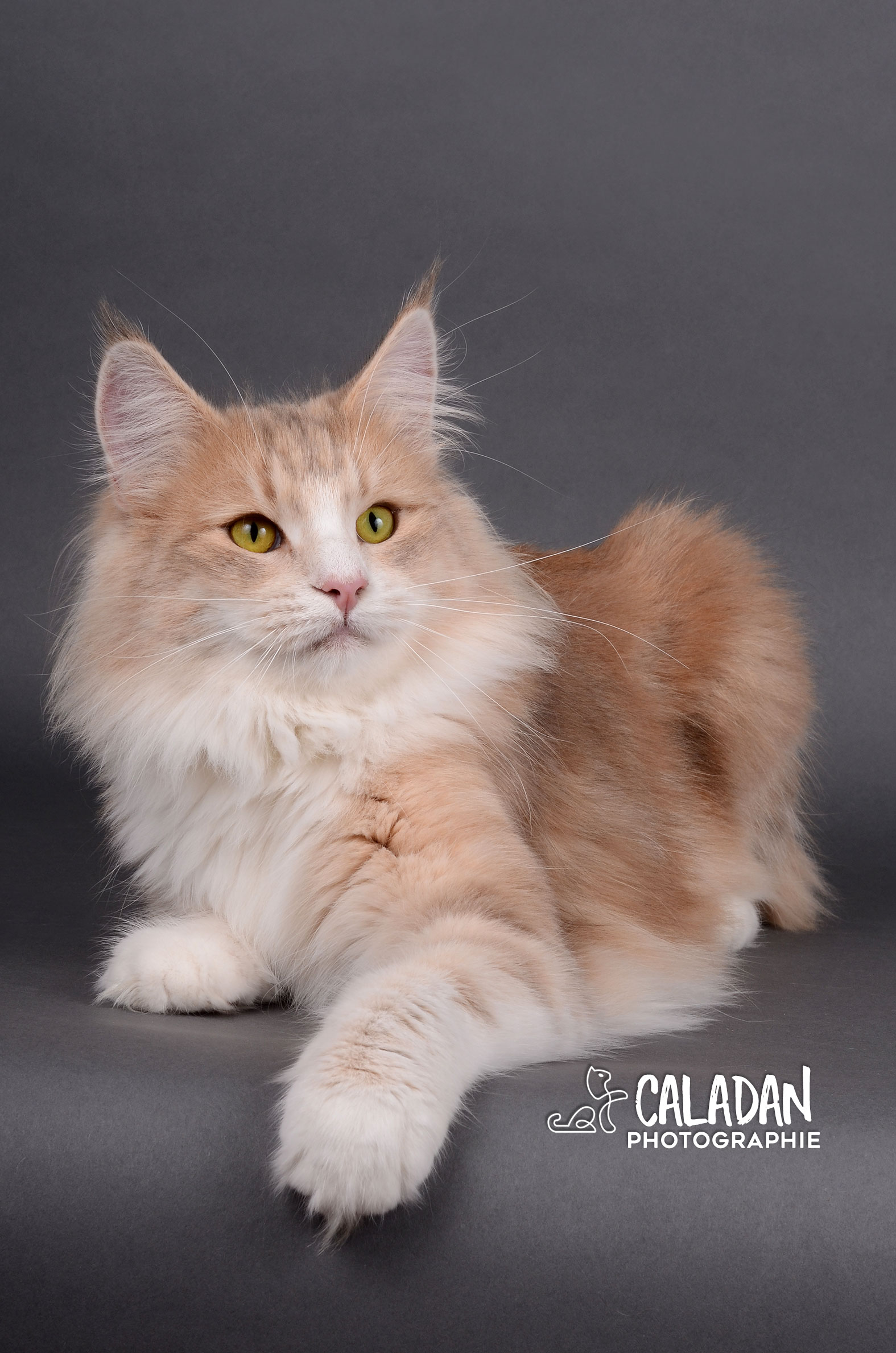 Lena, femelle chat des forets norvegiennes, bleu ambre