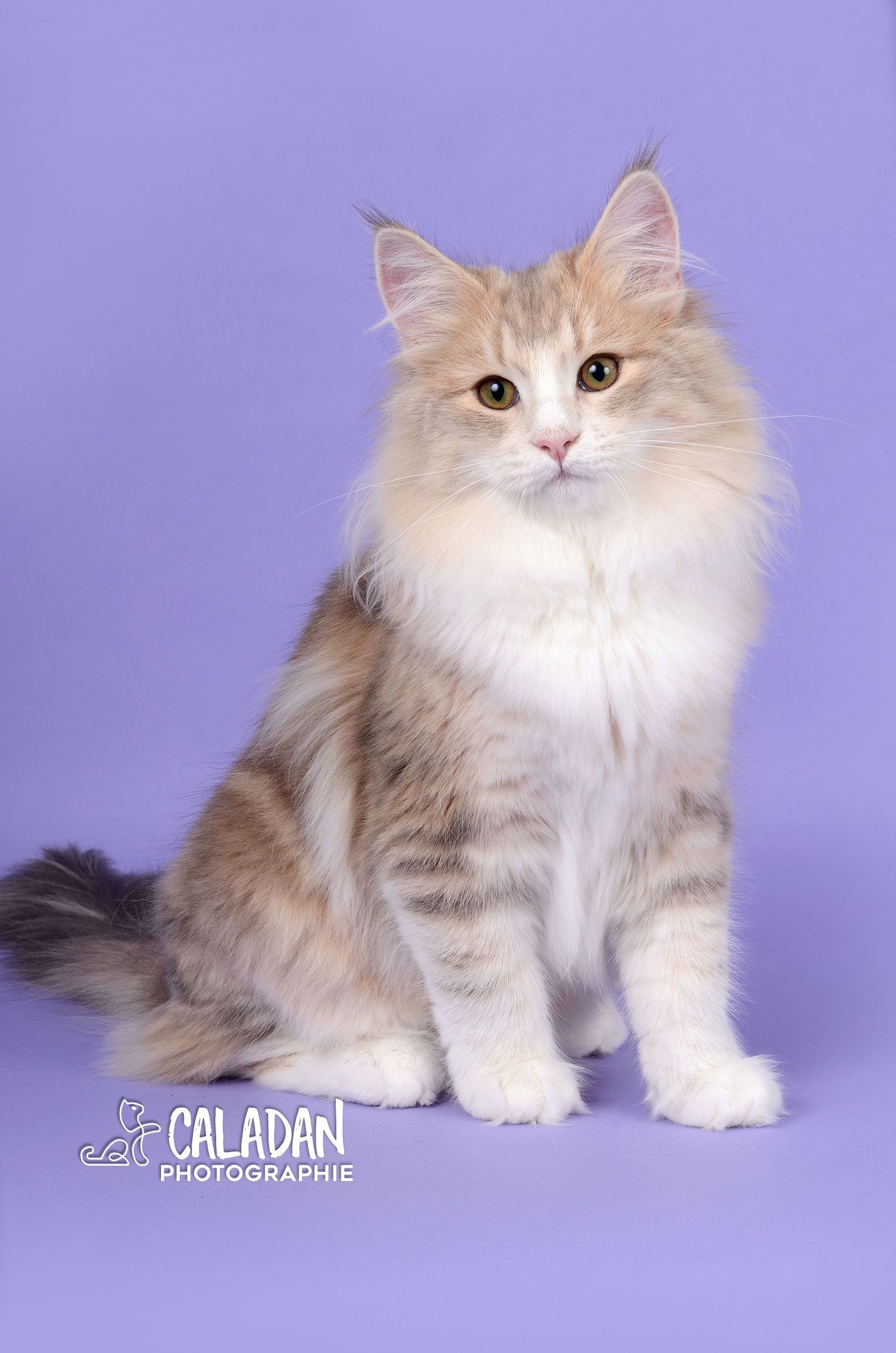 Lena, femelle chat des forets norvegiennes, bleu ambre