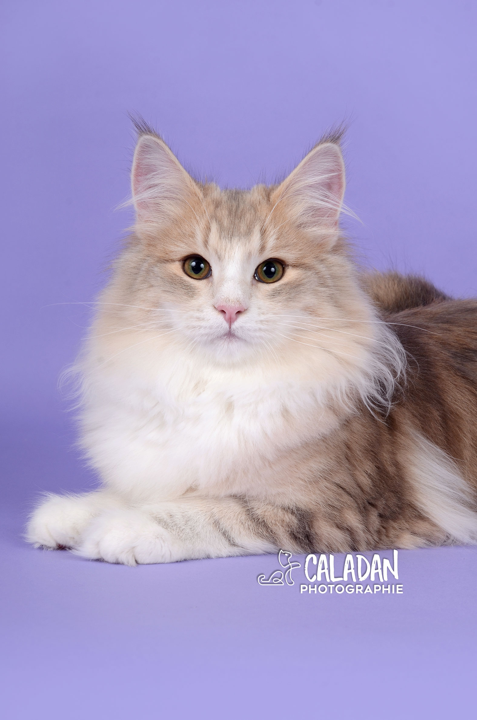 Norvégien bleu ambre blotched tabby et blanc de la chatterie calaDaN