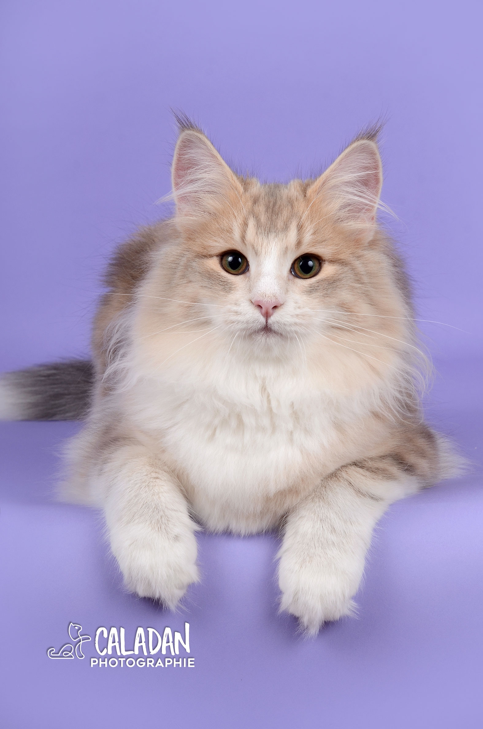 Lena, femelle chat des forets norvegiennes, bleu ambre