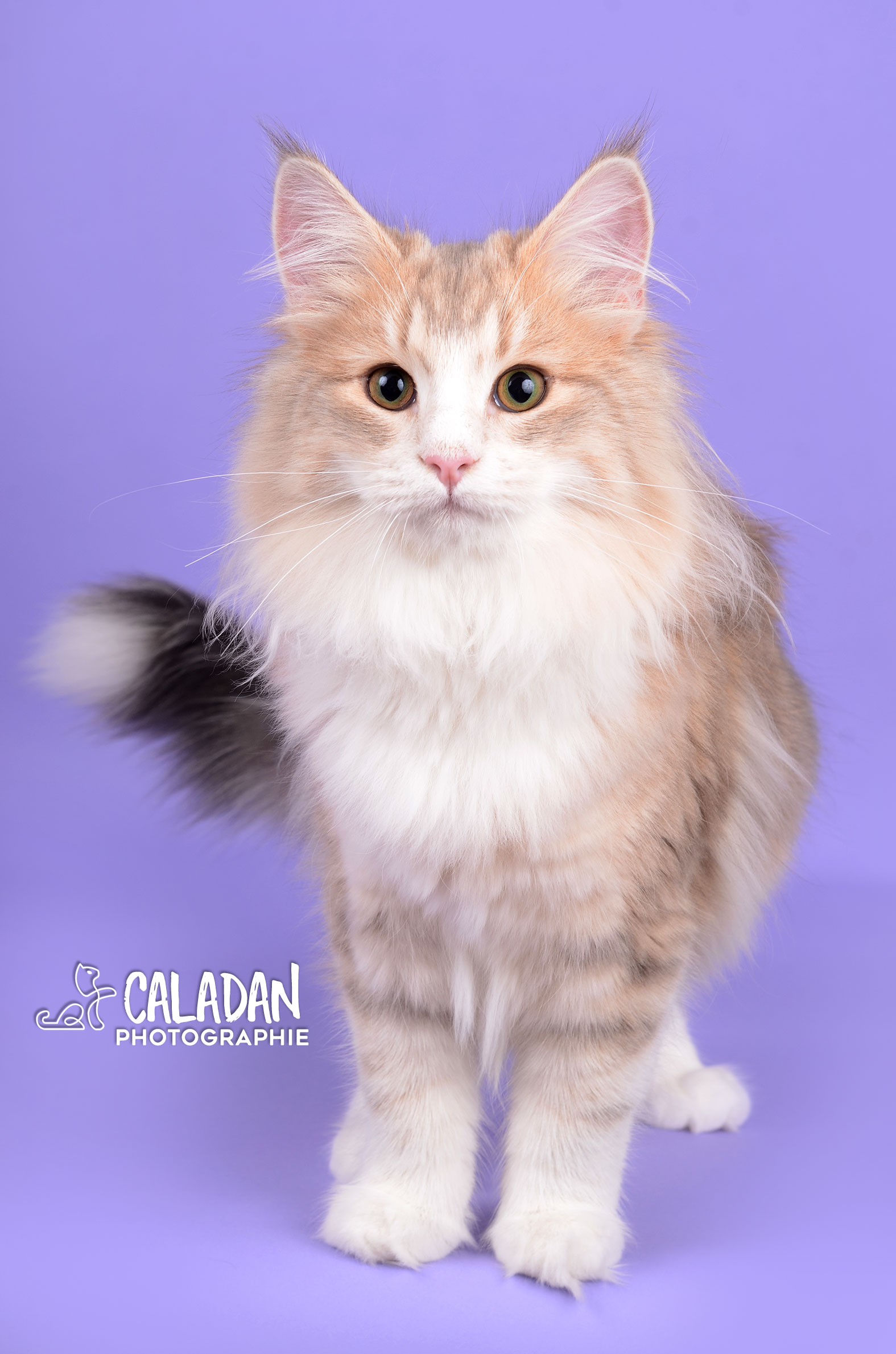 Lena, femelle chat des forets norvegiennes, bleu ambre