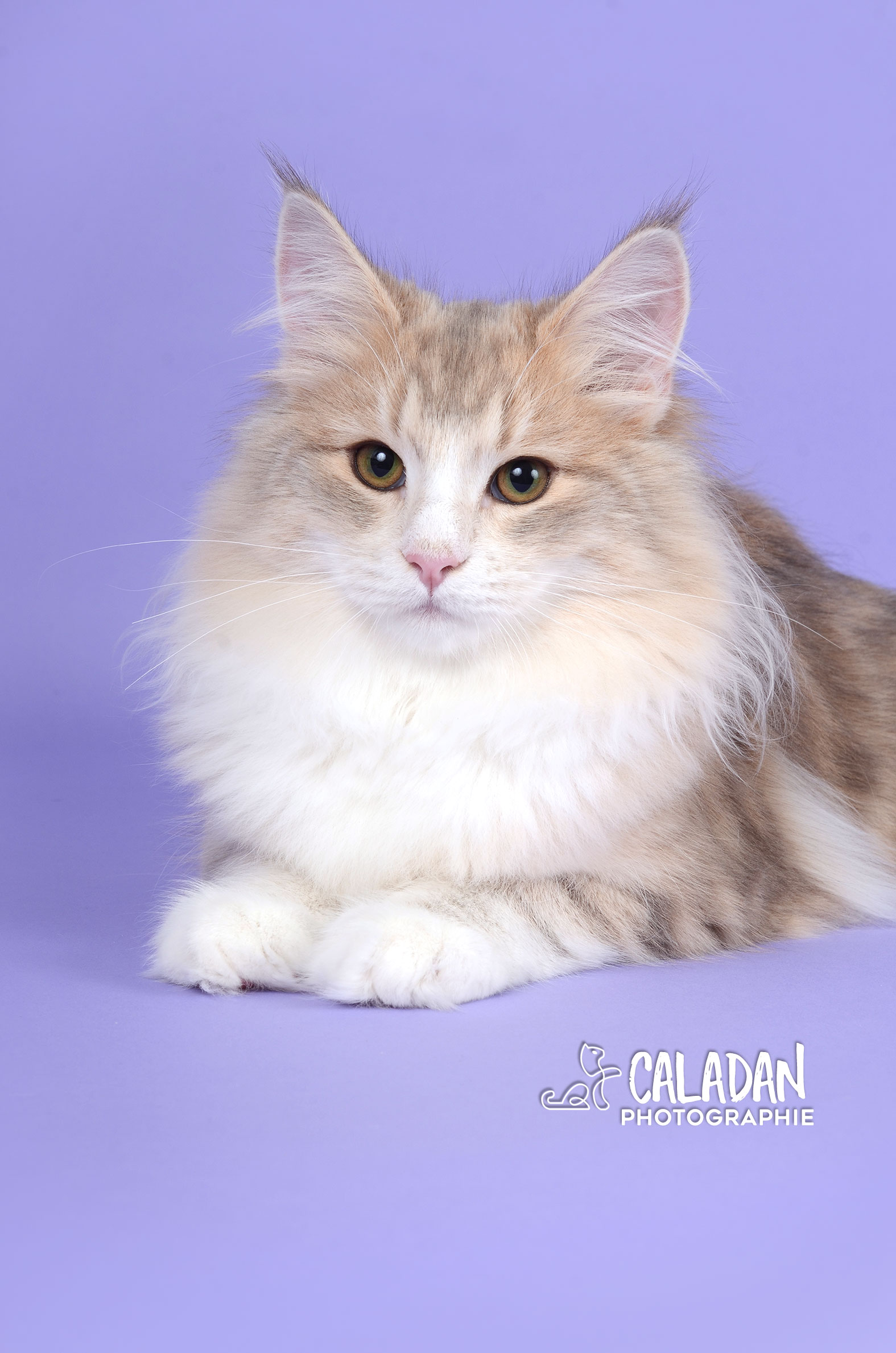 Norvégien bleu ambre blotched tabby et blanc de la chatterie calaDaN