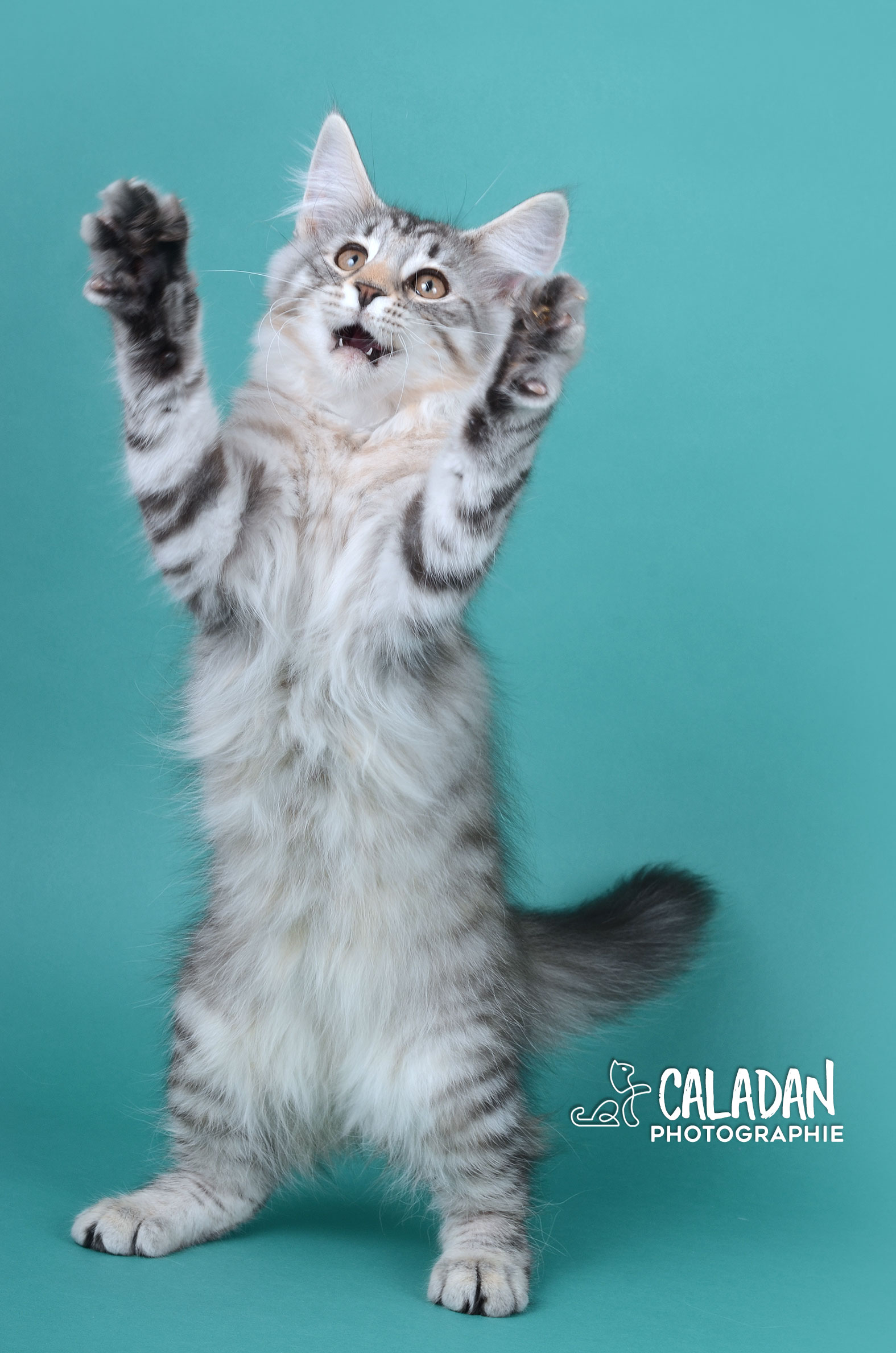 Megmosa femelle norvégien black silver caladan