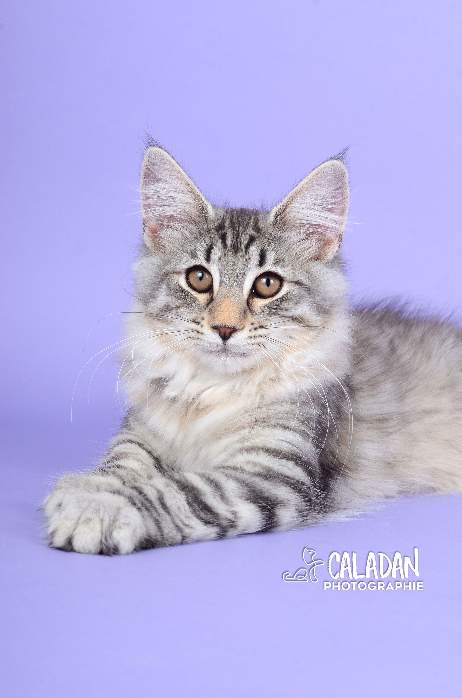 chat des forets norvégiennes caladan