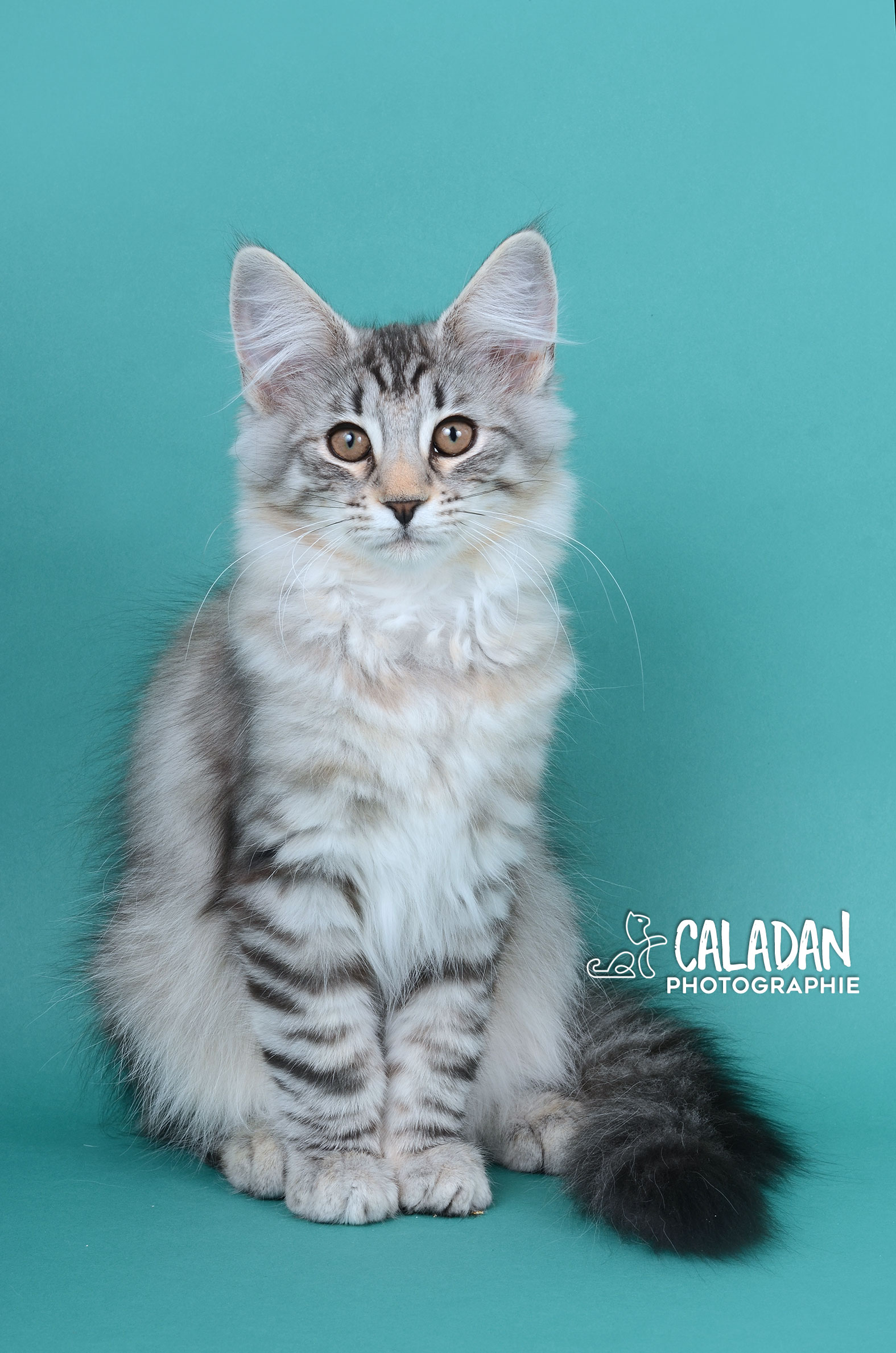 chat norvégien caladan