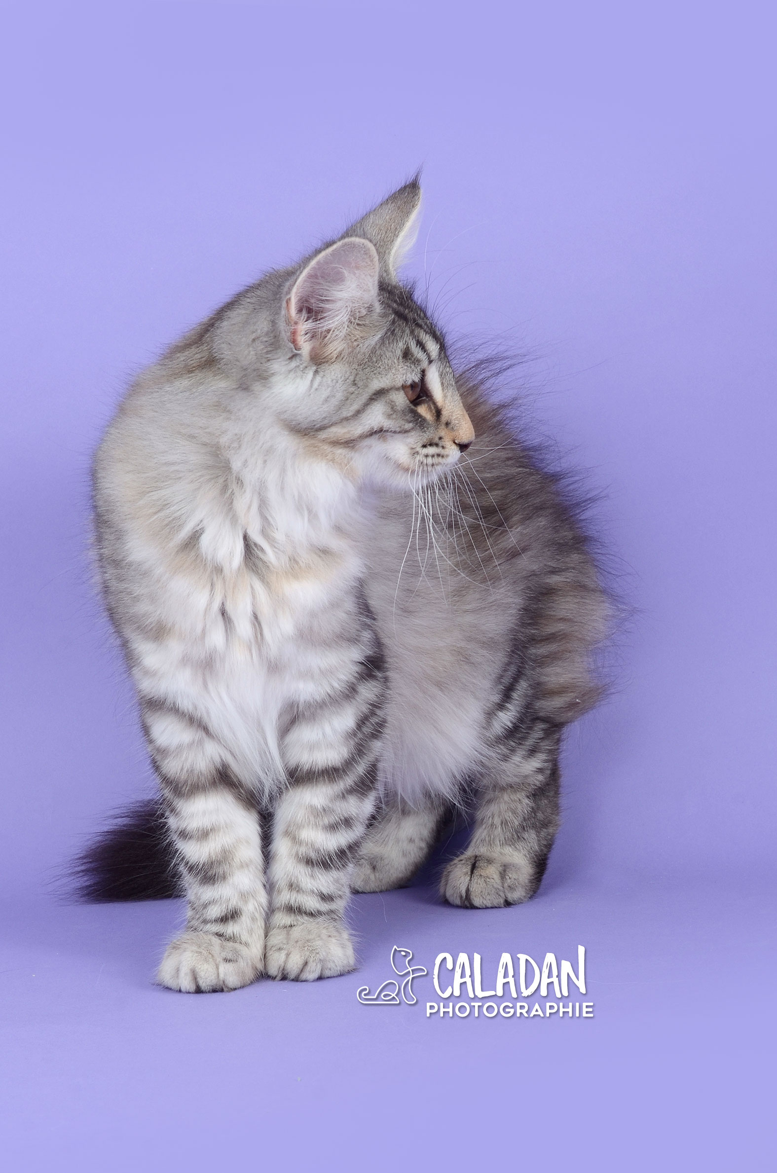 chat des forets norvégiennes caladan