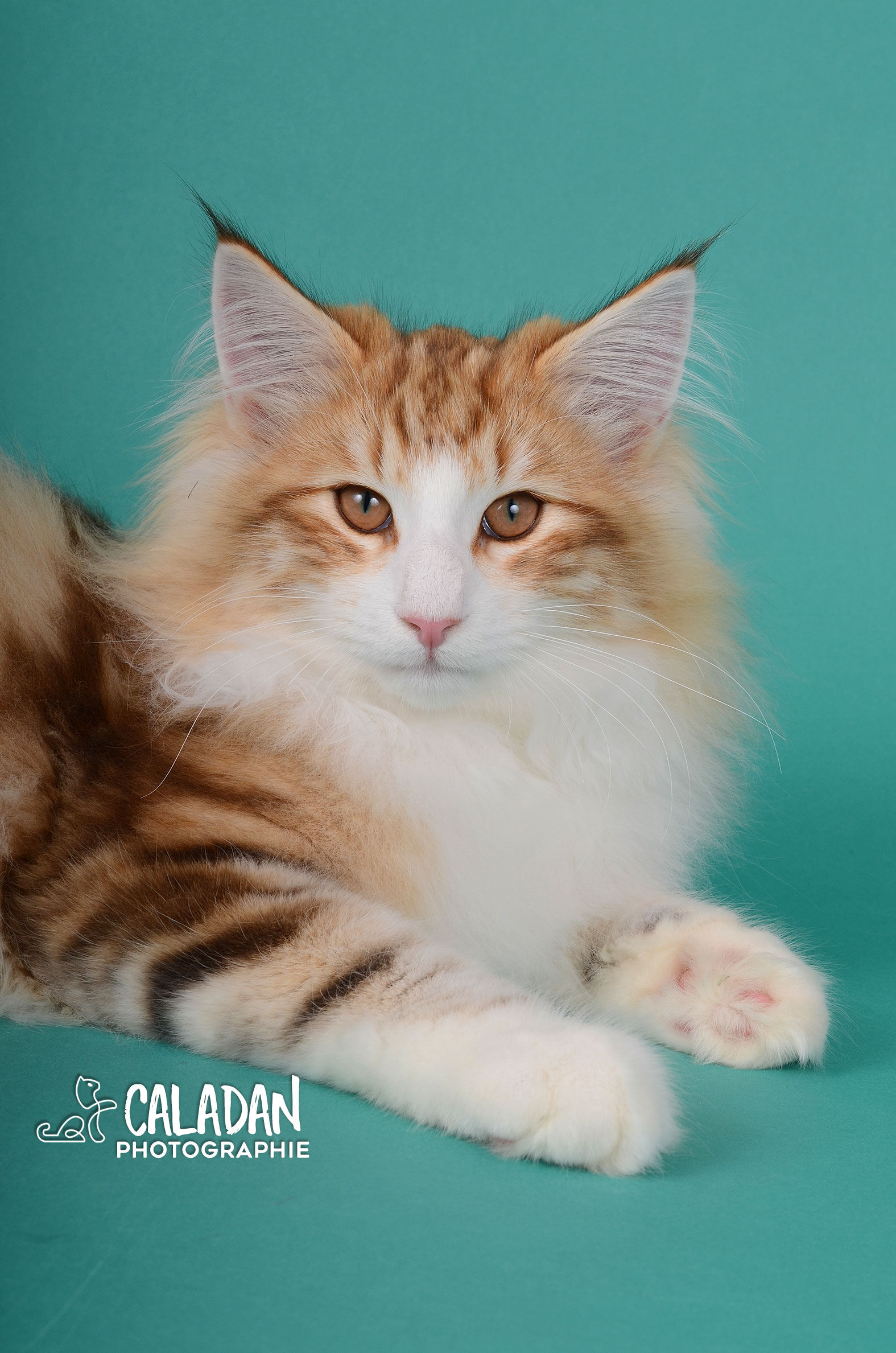 Bébé SnapDax, mâle norvégien ambre de l'élevage CalaDaN