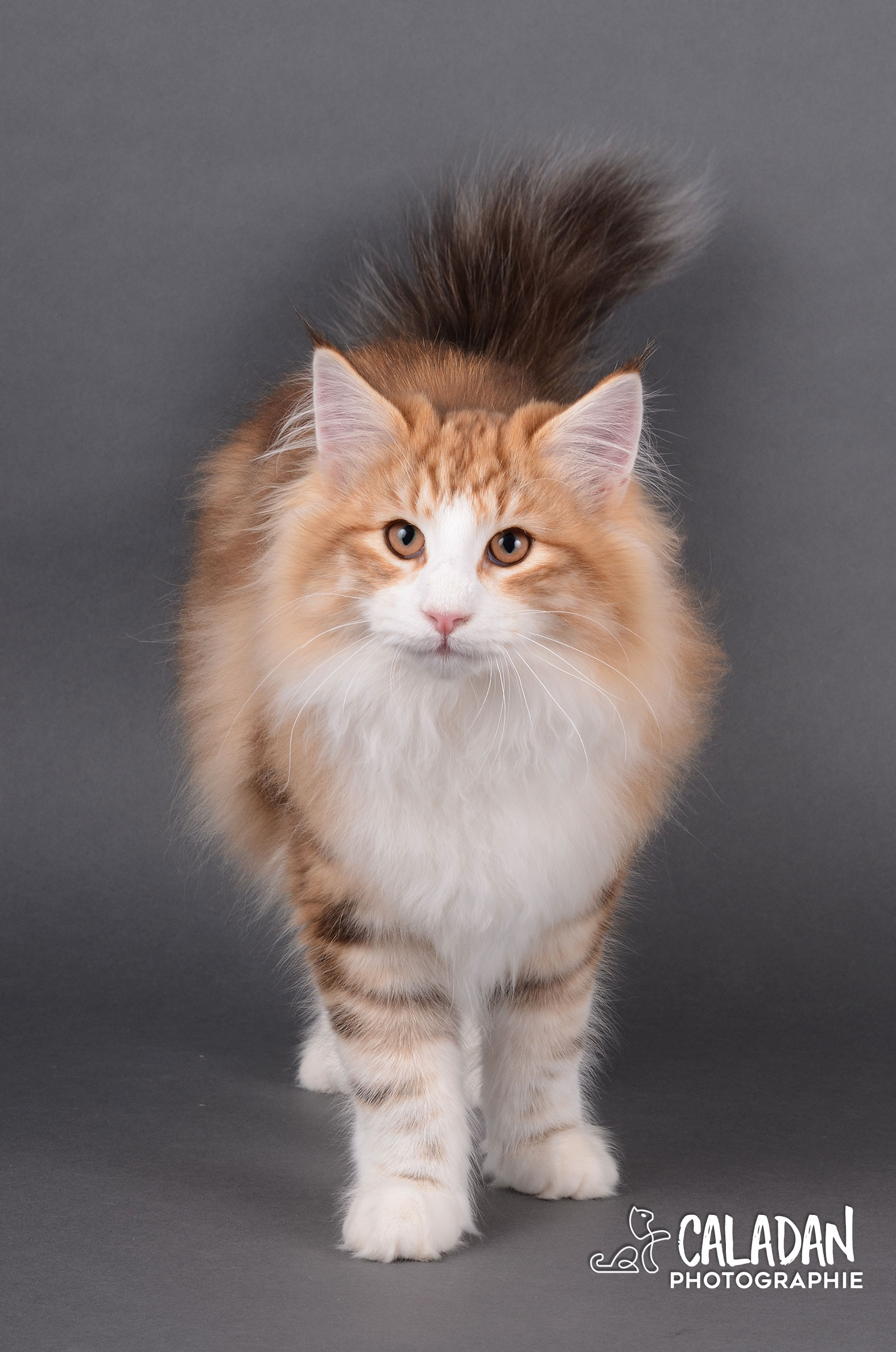 SnapDax, mâle norvégien ambre de l'élevage CalaDaN