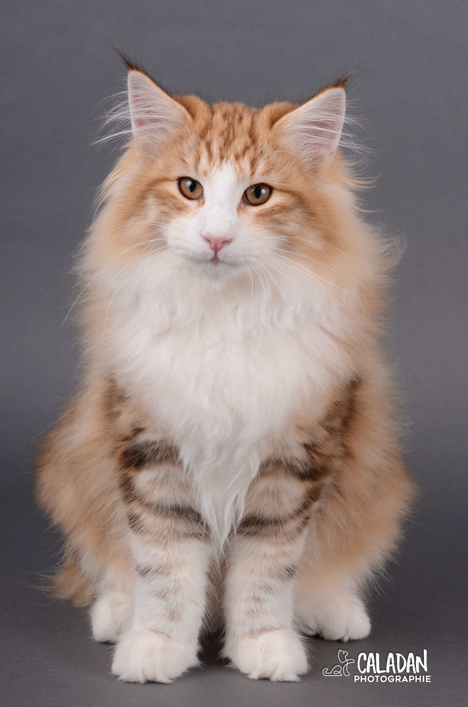 Mâle norvégien ambre blotched tabby et blanc de le chatterie CalaDaN