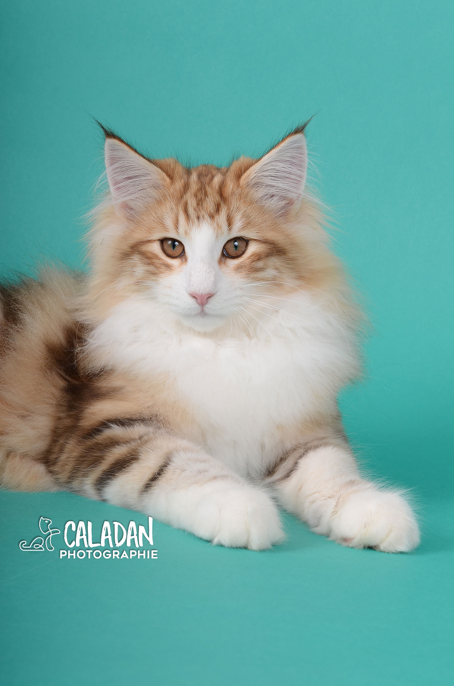 SnapDax, mâle norvégien ambre de l'élevage CalaDaN