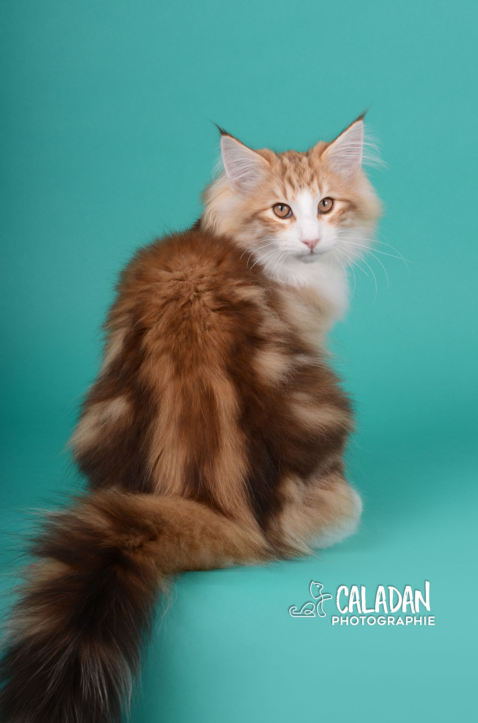 Mâle norvégien ambre blotched tabby et blanc de le chatterie CalaDaN