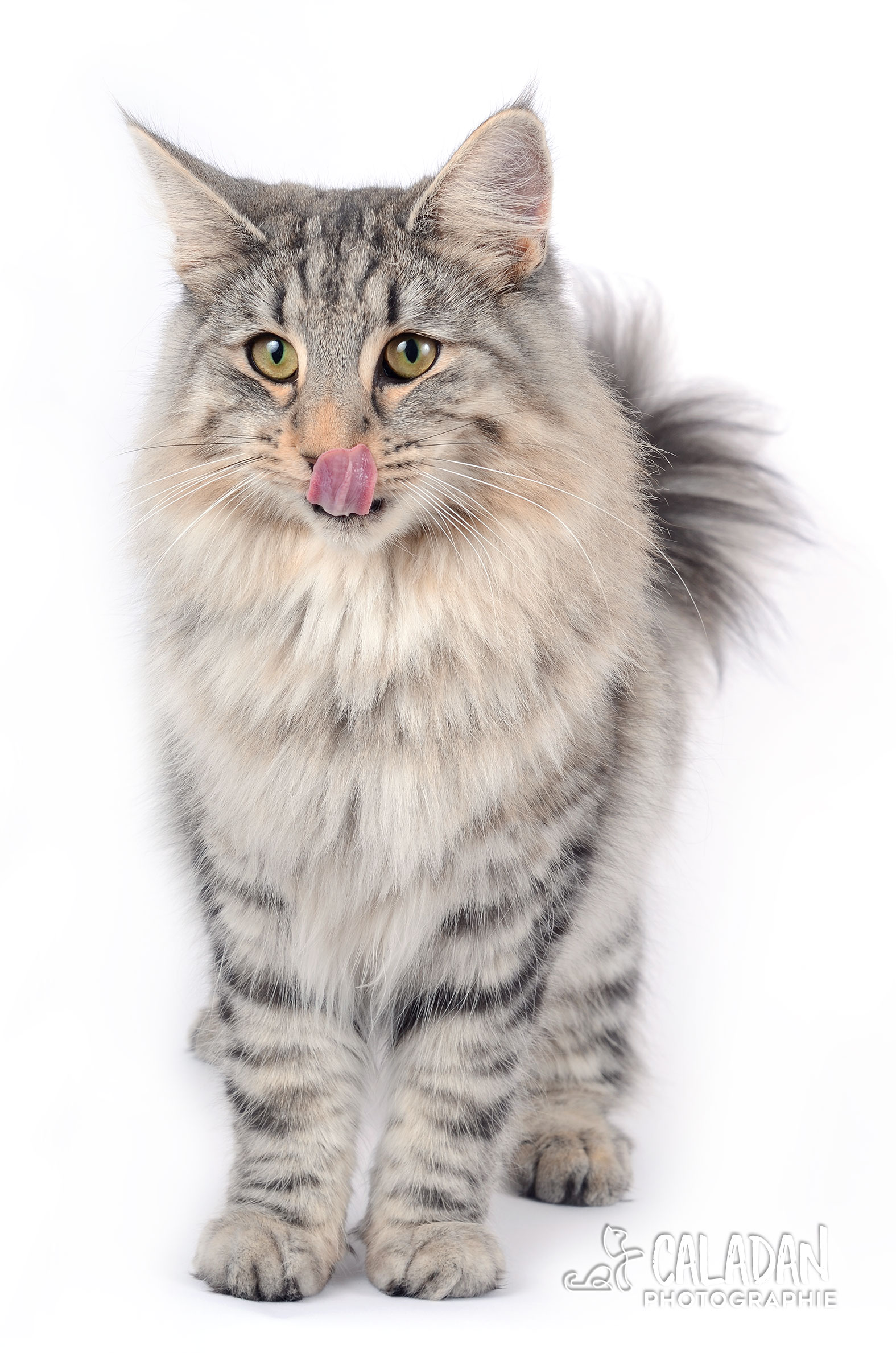 chat norvégien caladan