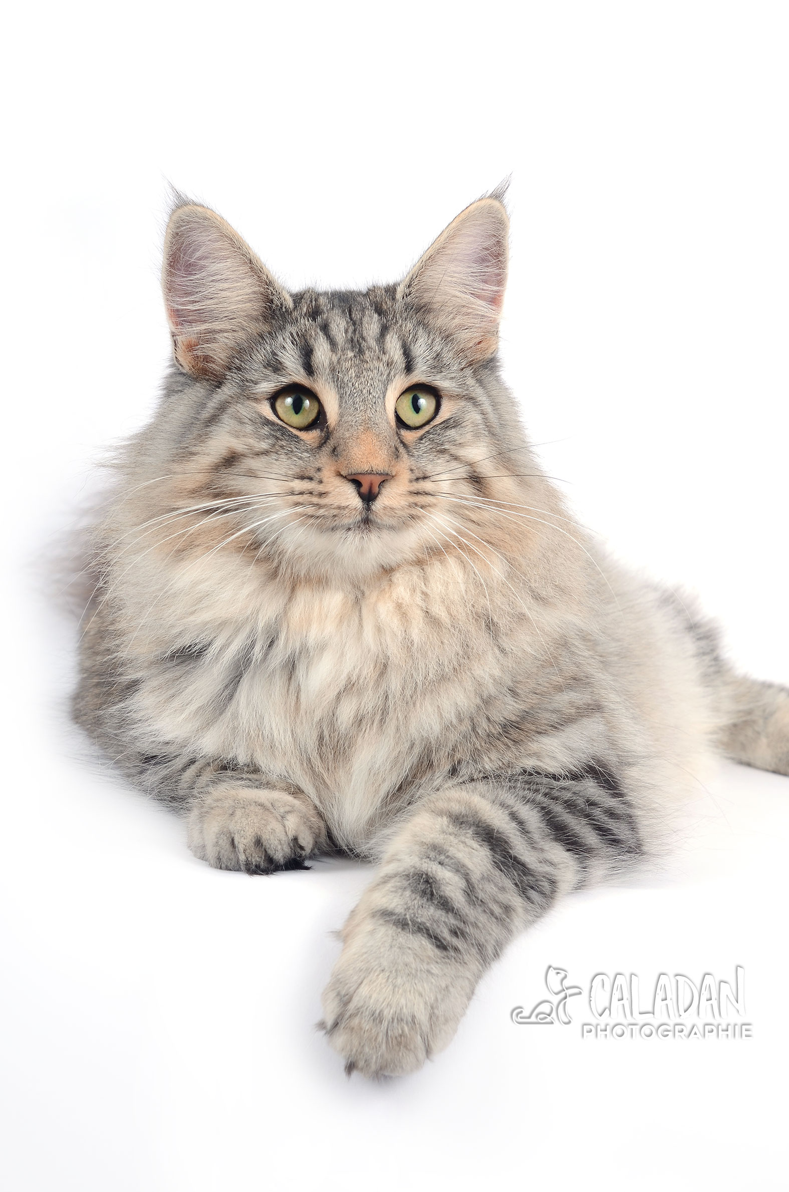 Megmosa femelle norvégien black silver caladan