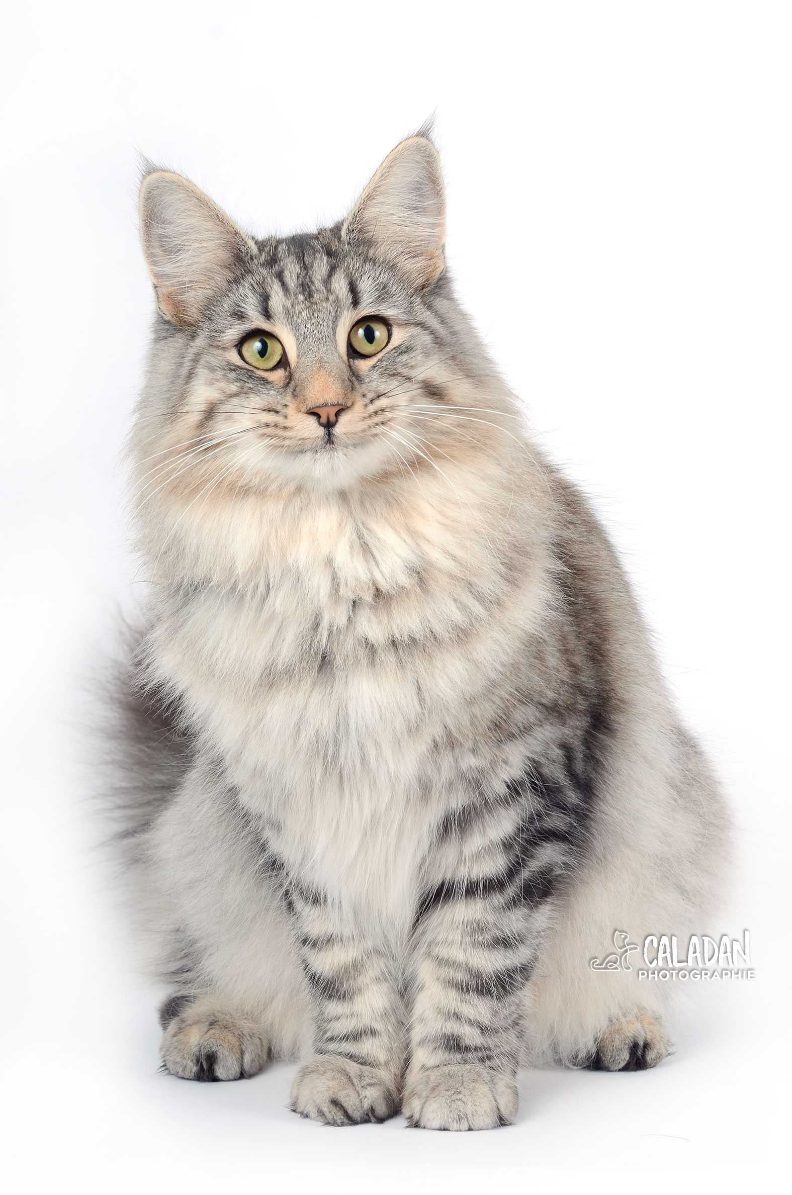 Megmosa femelle norvégien black silver caladan