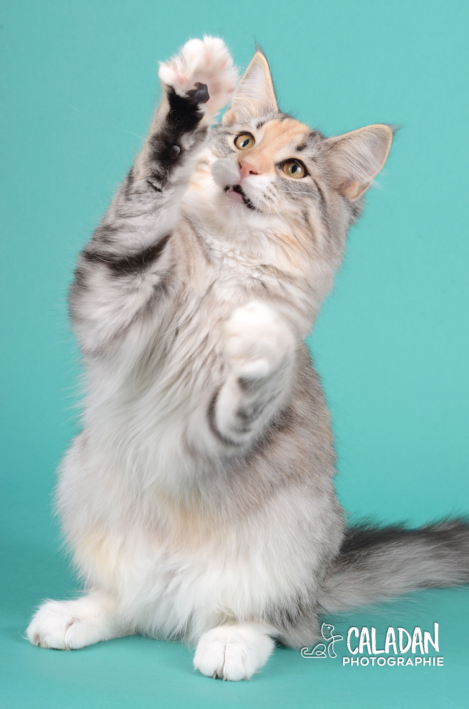 Ils ont participé Chat norvégien qui a compté pour les caladan