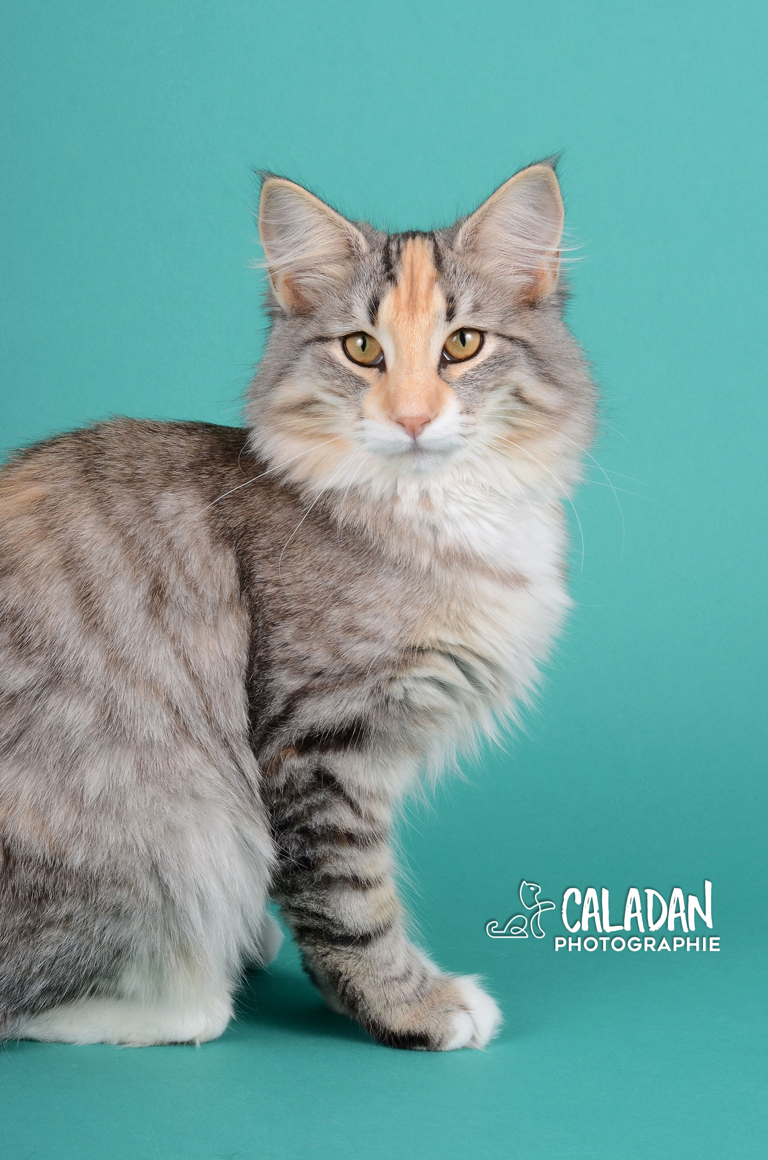 Ils ont participé Chat norvégien qui a compté pour les caladan