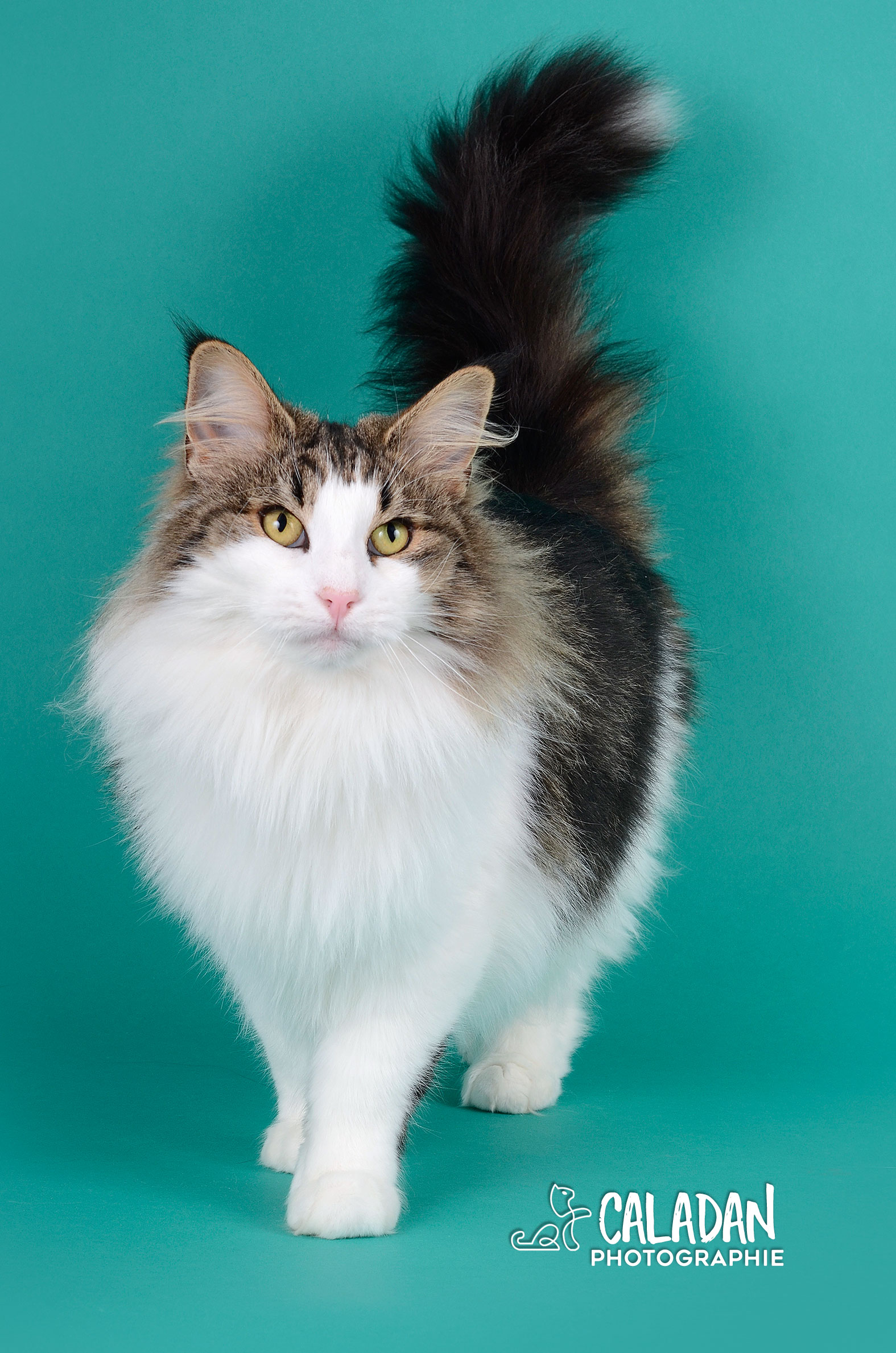 Ils ont participé Chat norvégien qui a compté pour les caladan