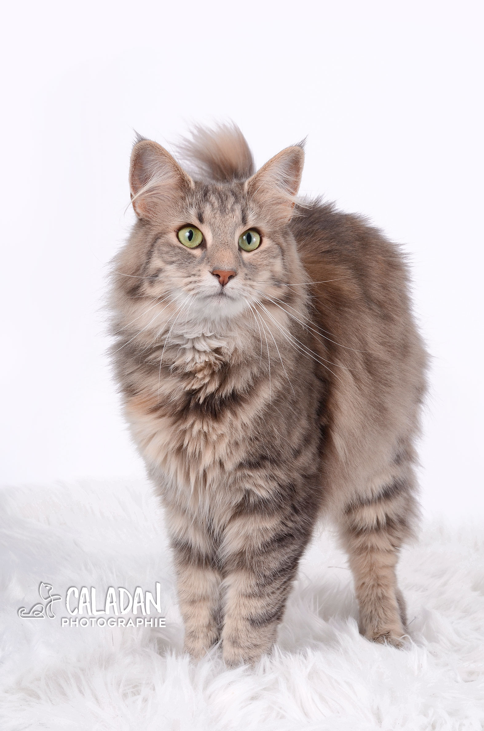 Ils ont participé Chat norvégien qui a compté pour les caladan