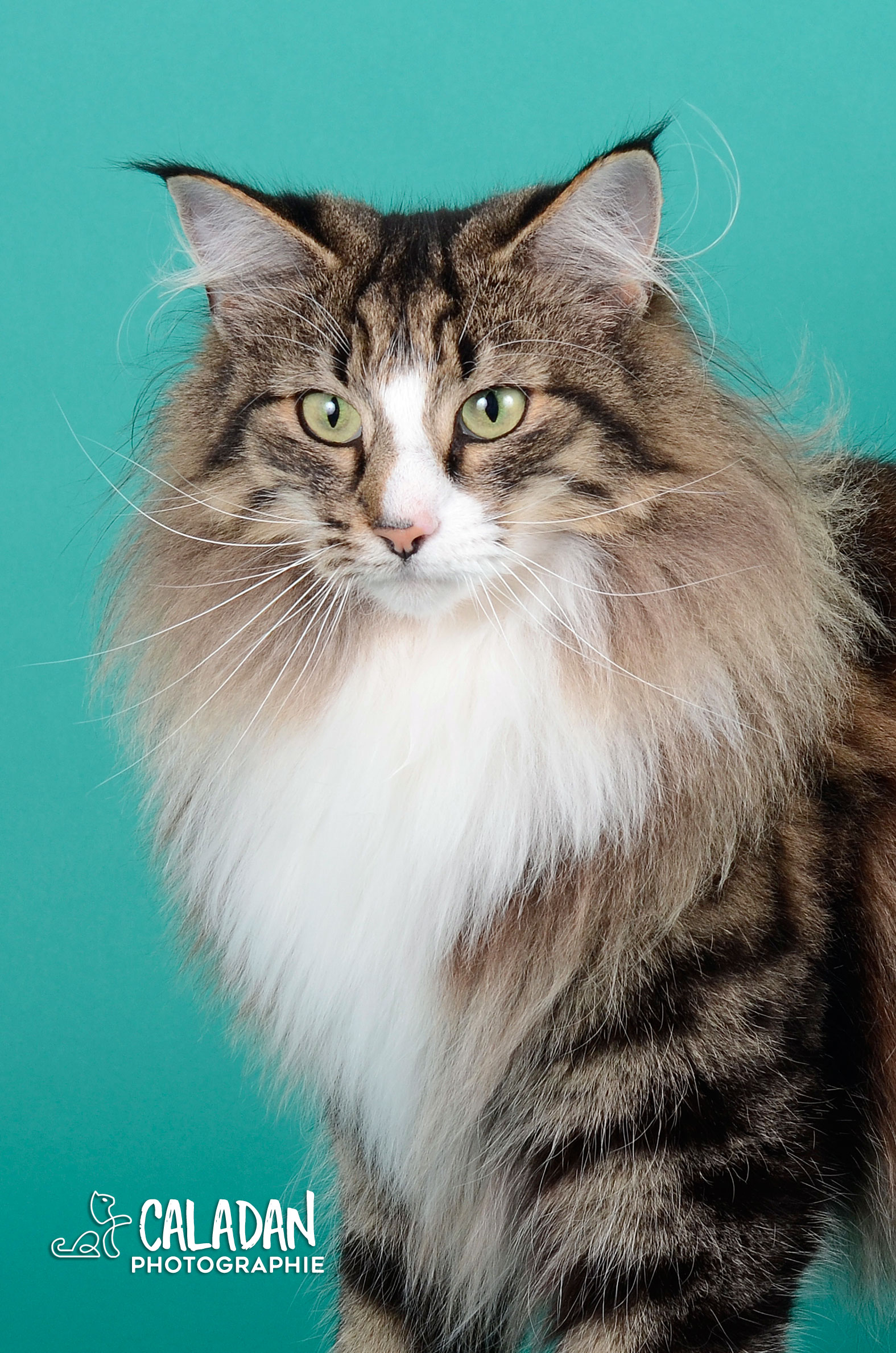 Ils ont participé Chat norvégien qui a compté pour les caladan