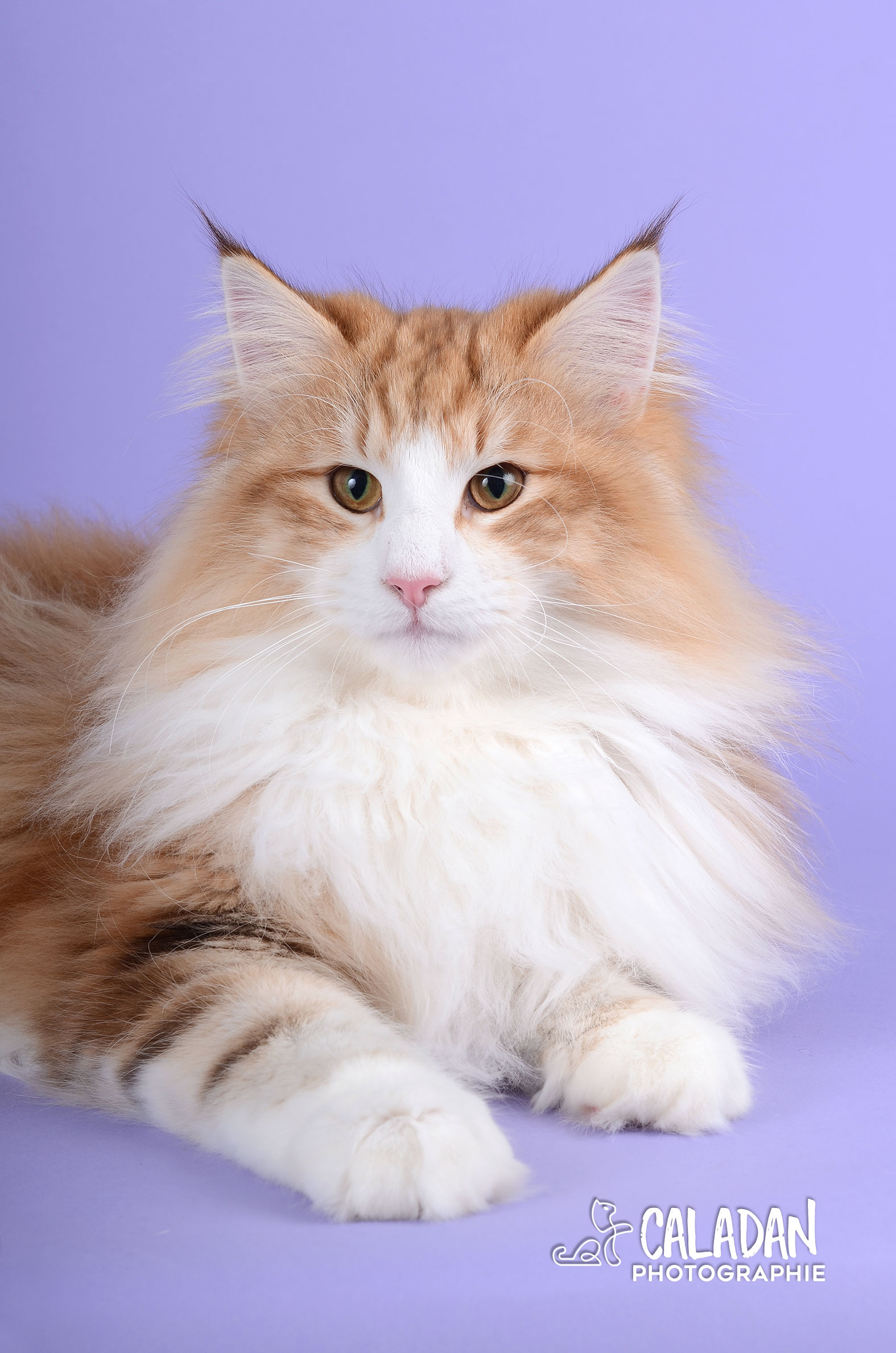 Dax, mâle reproducteur norvégien ambre de la chatterie CalaDaN