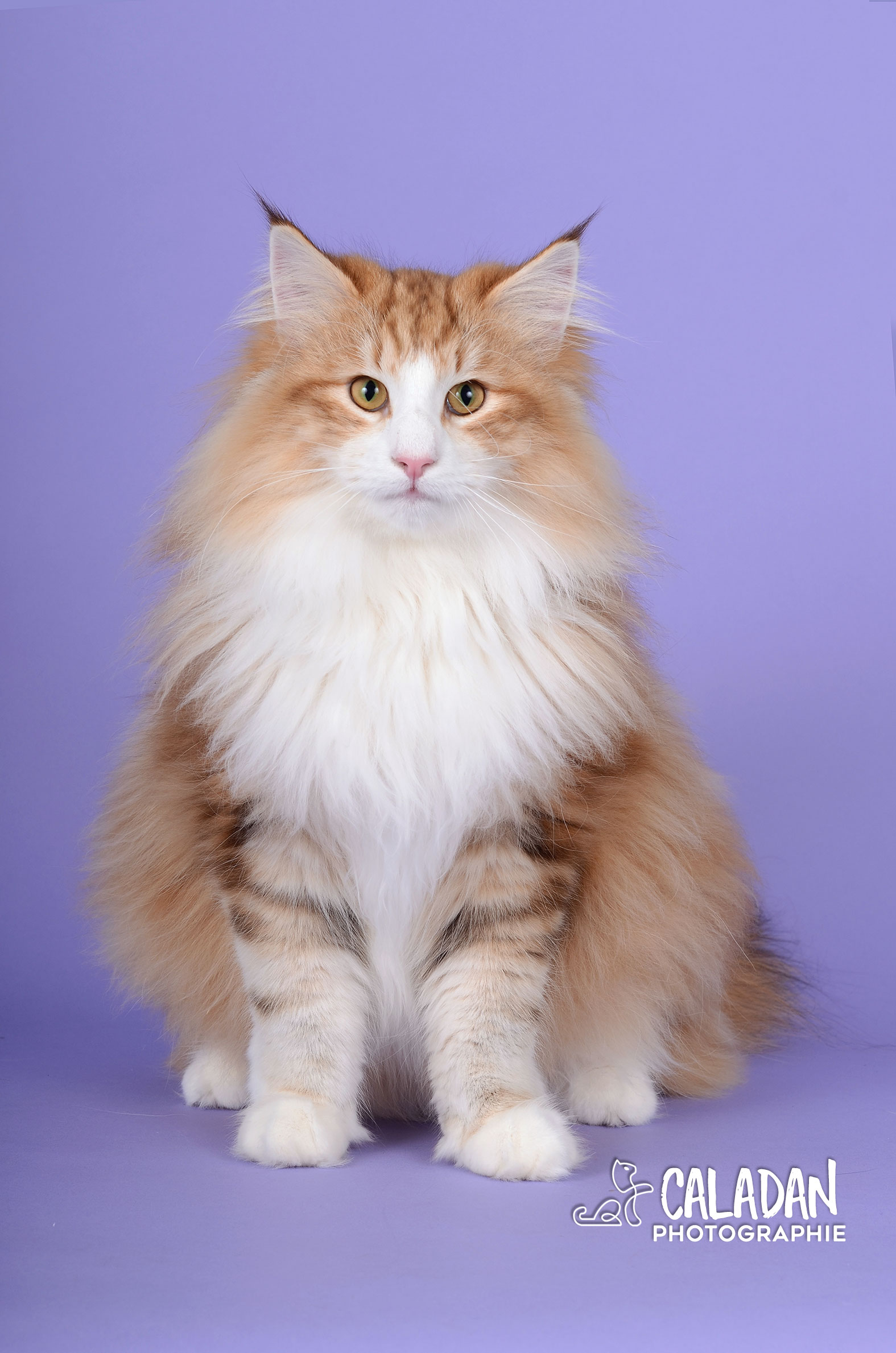 Mâle norvégien ambre blotched tabby et blanc de le chatterie CalaDaN