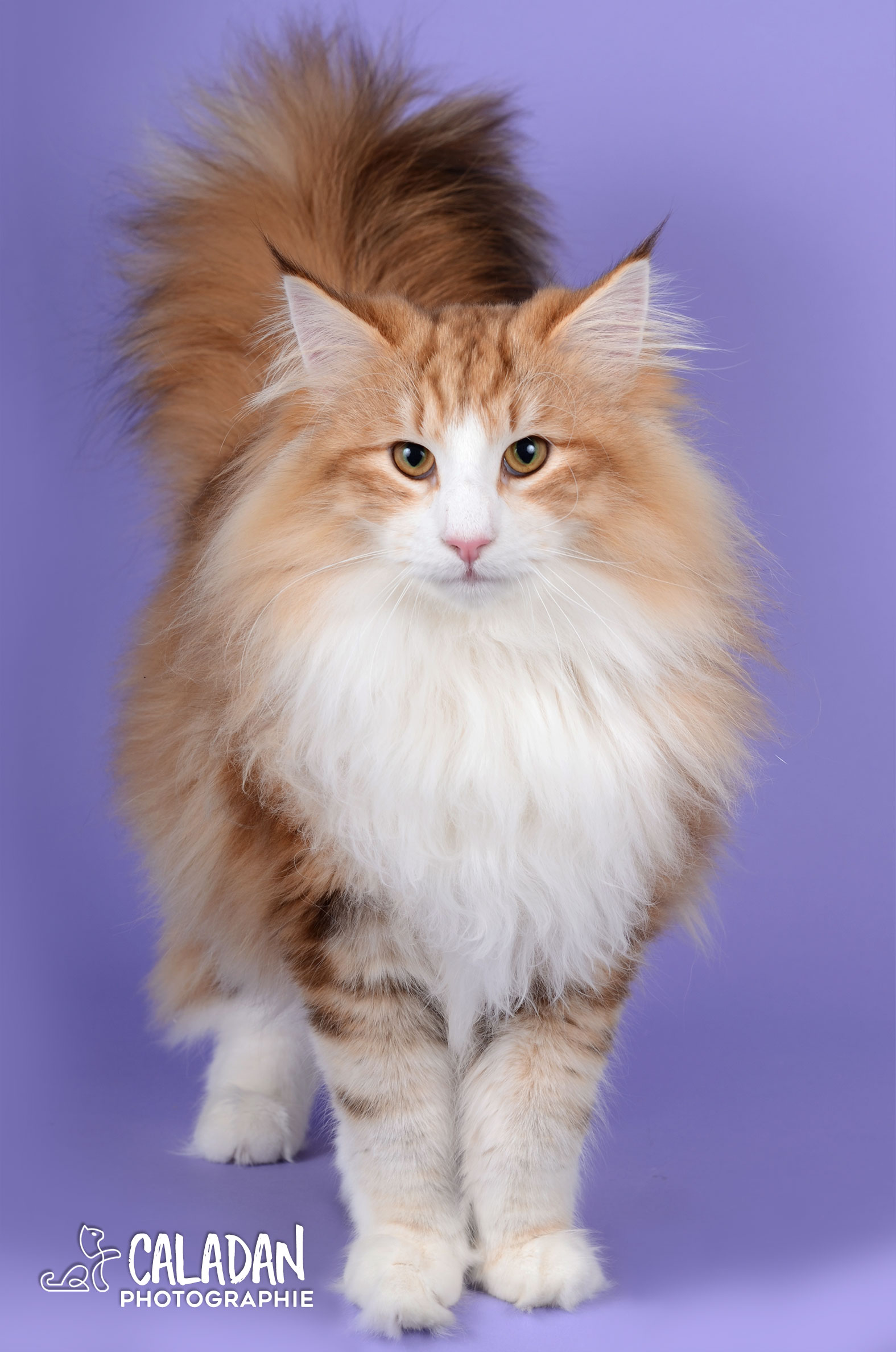 SnapDax, mâle norvégien ambre de l'élevage CalaDaN