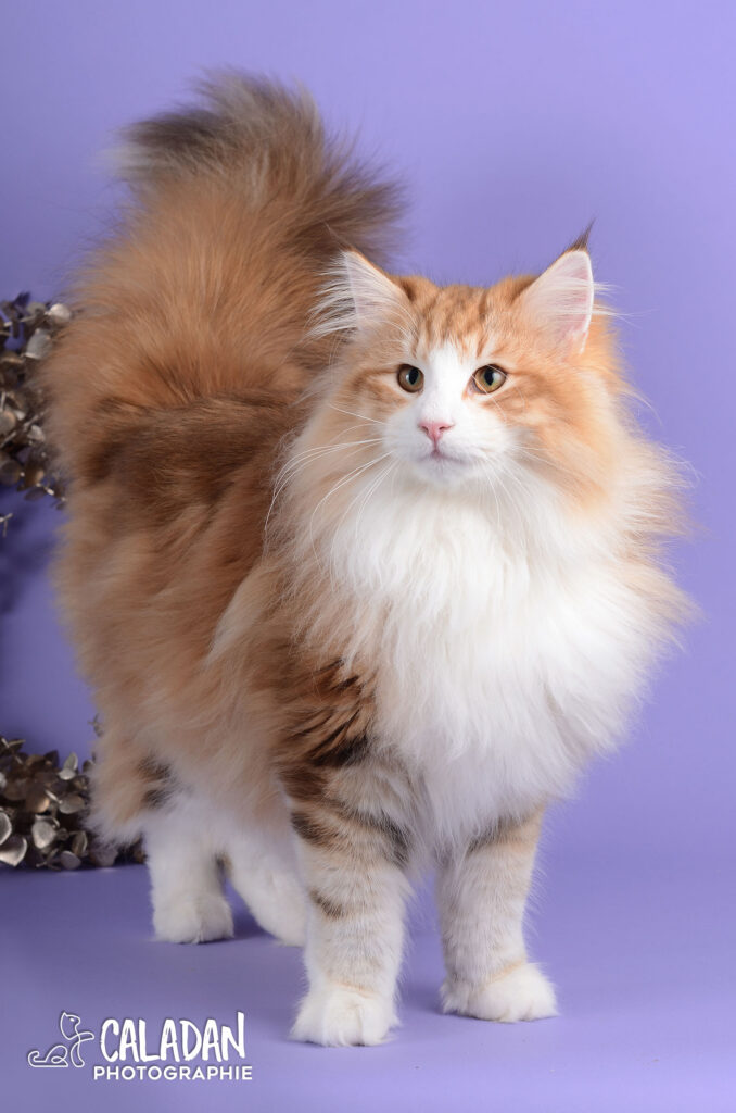 Dax, mâle reproducteur norvégien ambre de la chatterie CalaDaN