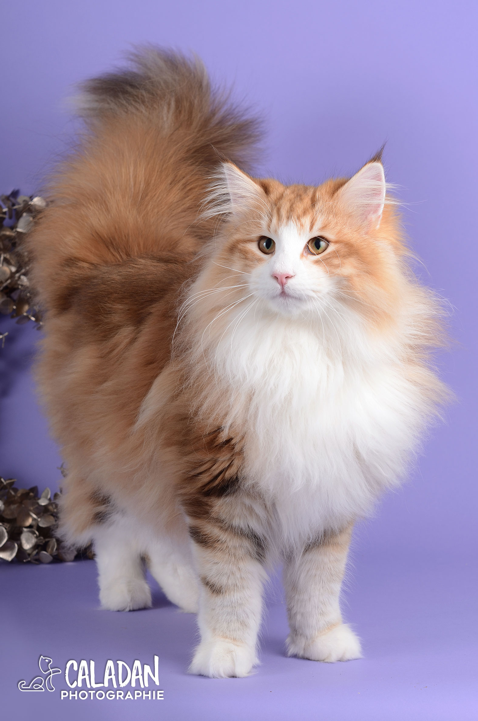 Dax, mâle reproducteur norvégien ambre de la chatterie CalaDaN