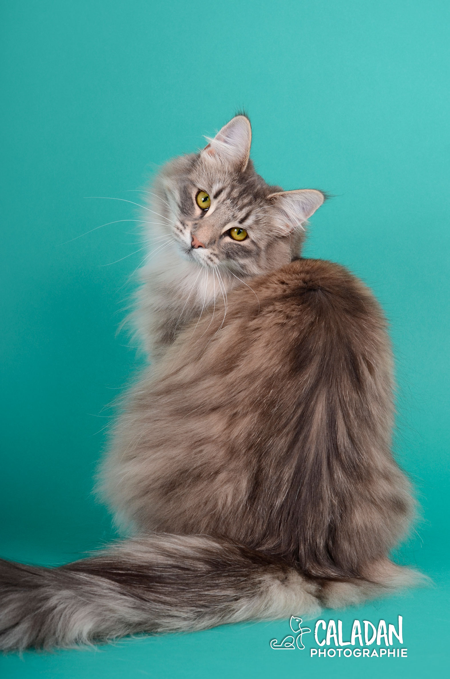 Ils ont participé Chat norvégien qui a compté pour les caladan