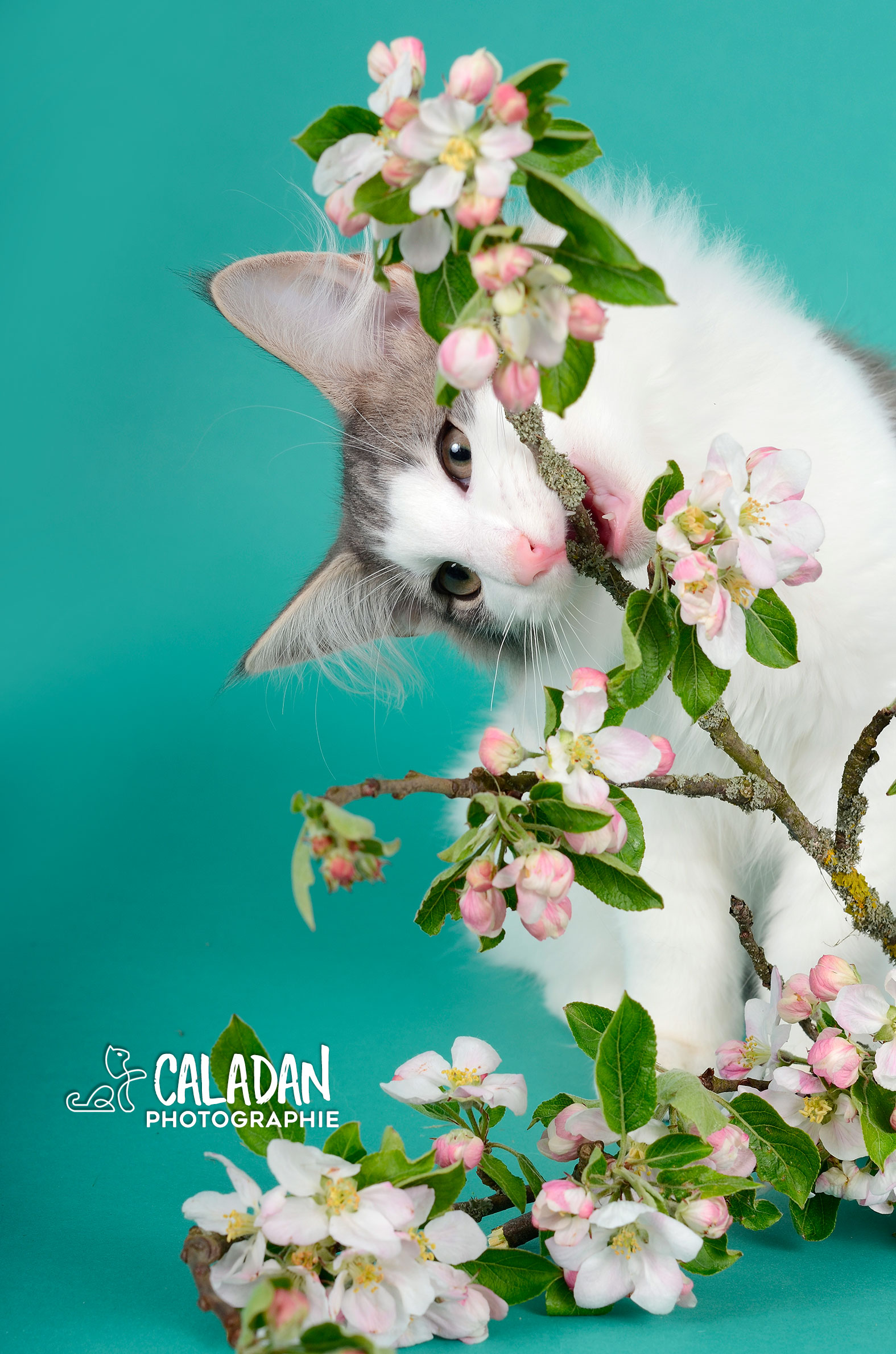 Hekla, male norvégien de la chatterie CalaDaN