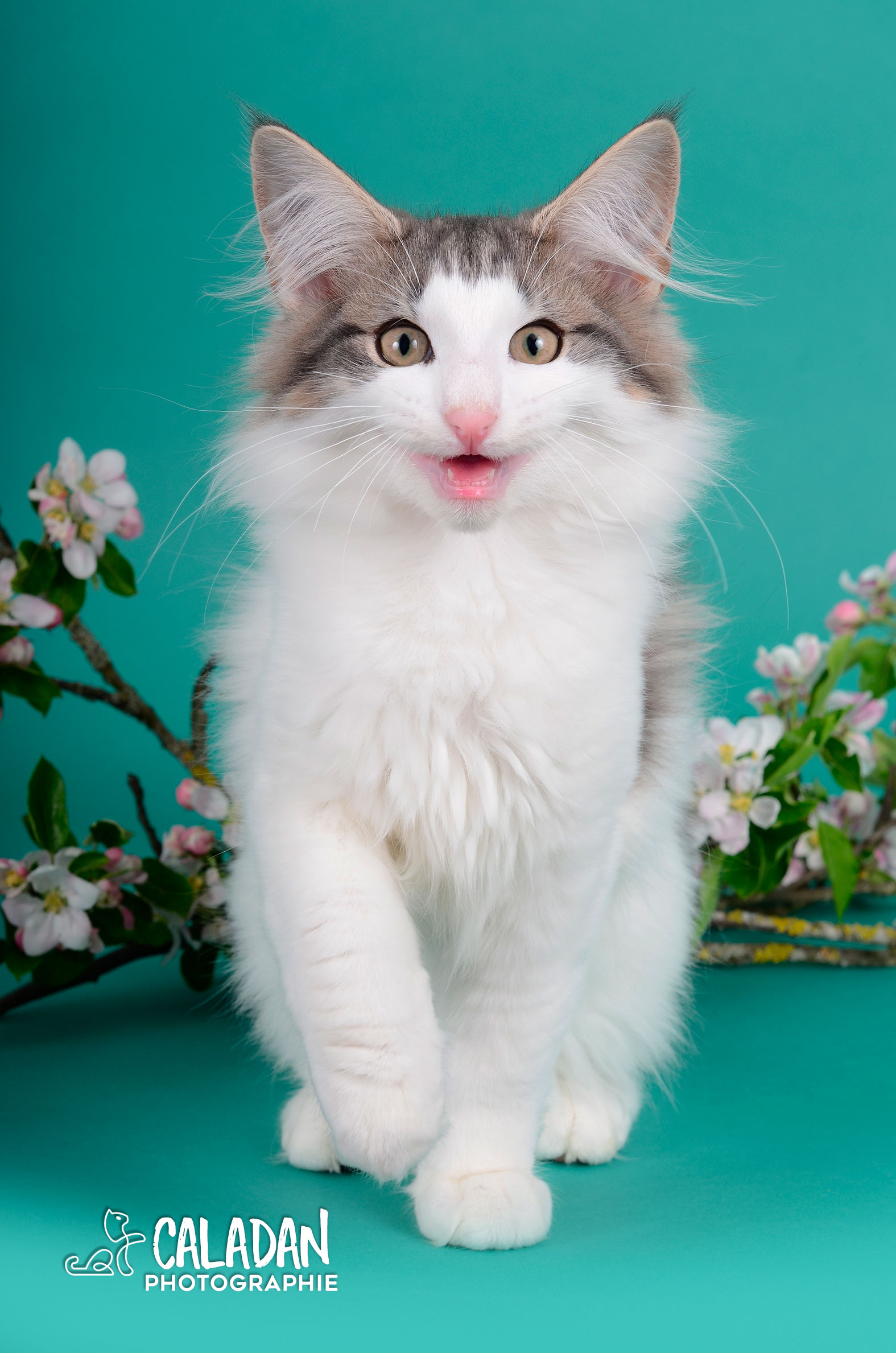 Hekla, chat norvégien bleu blotched et blanc, élevage CalaDaN