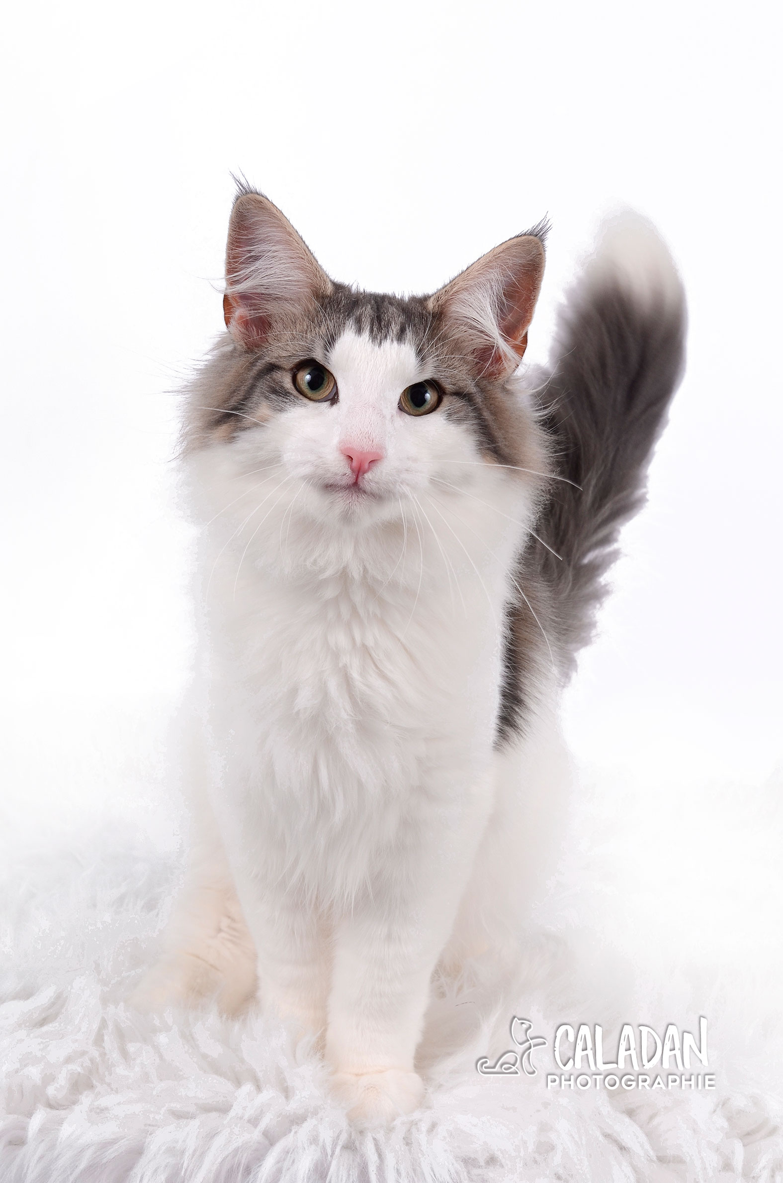 Sowilo Hekla CaladaN, mâle bleu tabby et blanc de l'élevage CalaDaN