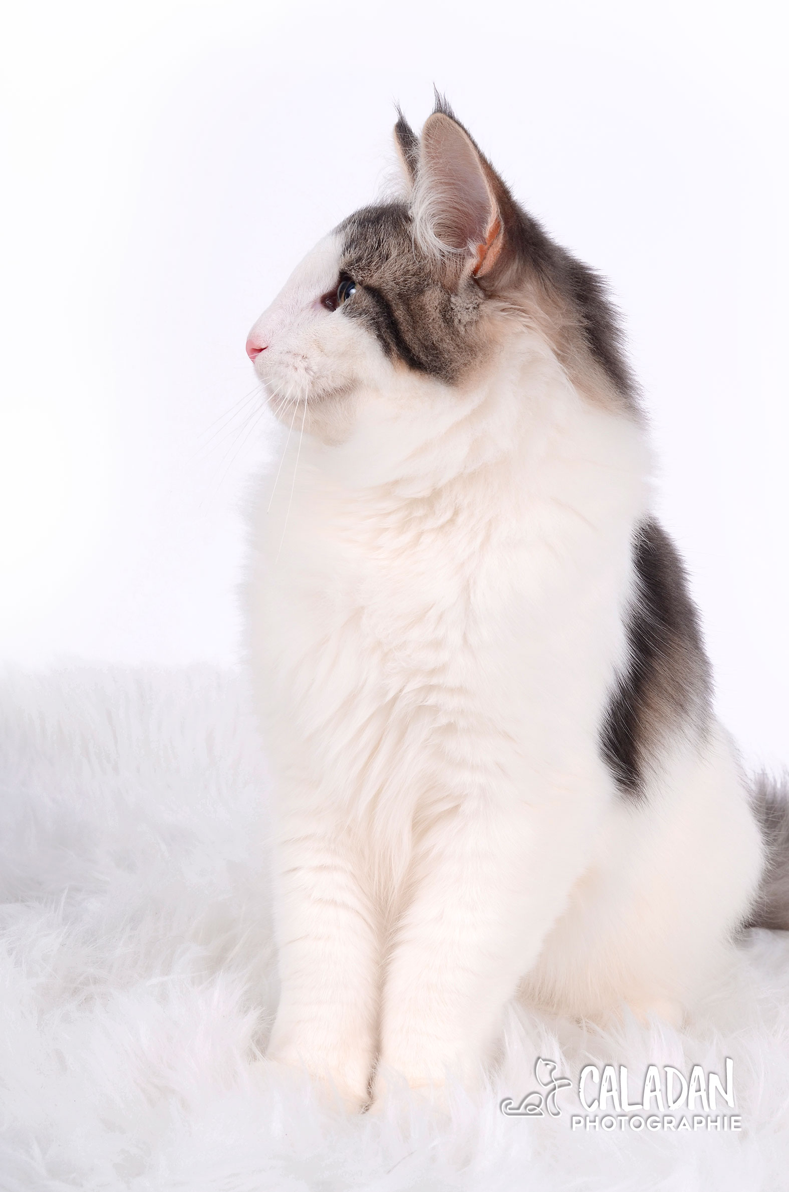 Hekla, alias BoGoss, mâle norvégien de la chatterie CalaDaN