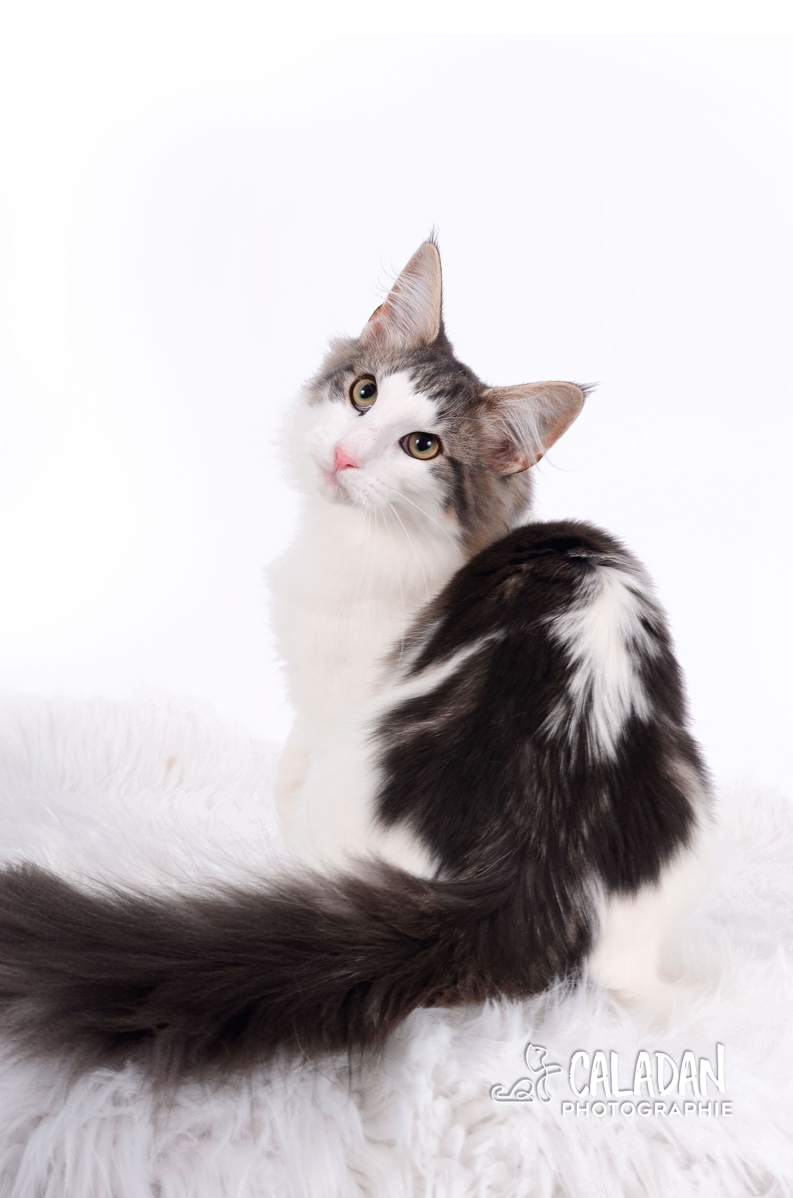 Hekla, chat norvégien bleu blotched et blanc, élevage CalaDaN