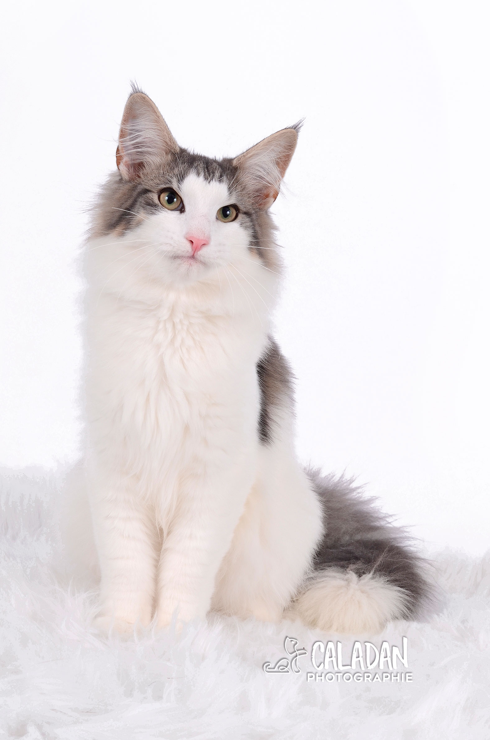 Hekla, male norvégien de la chatterie CalaDaN