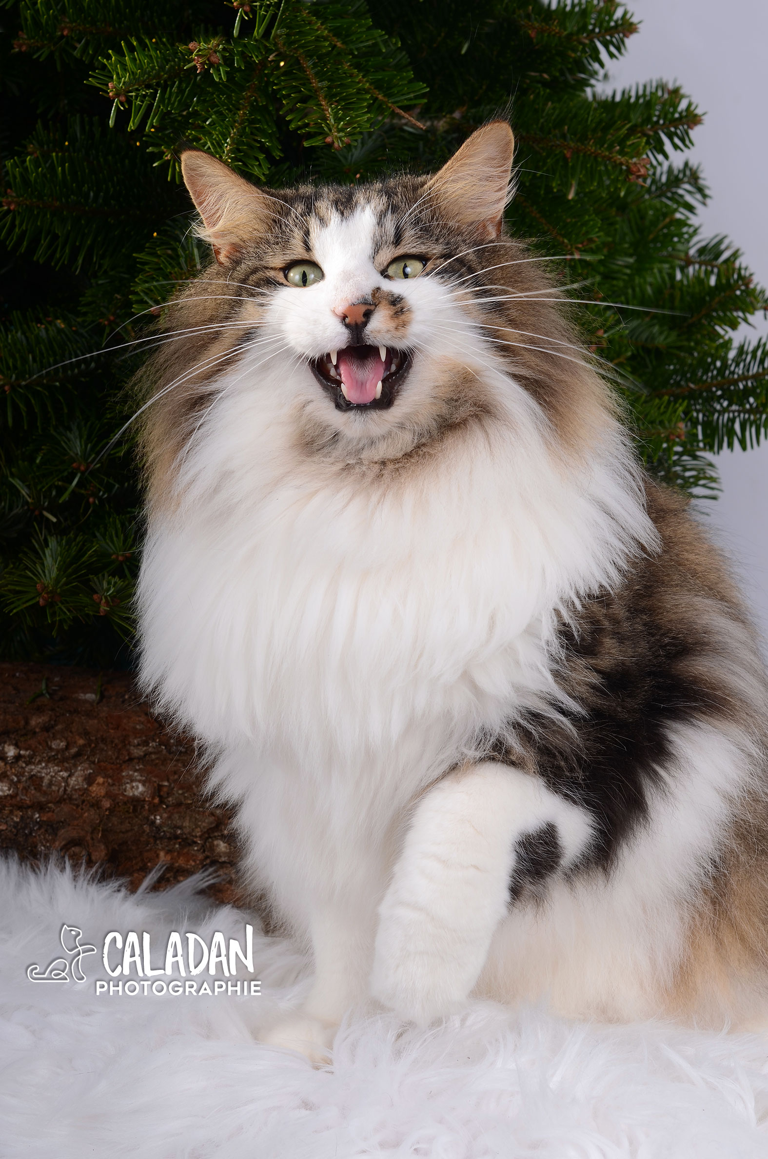 Ils ont participé Chat norvégien qui a compté pour les caladan