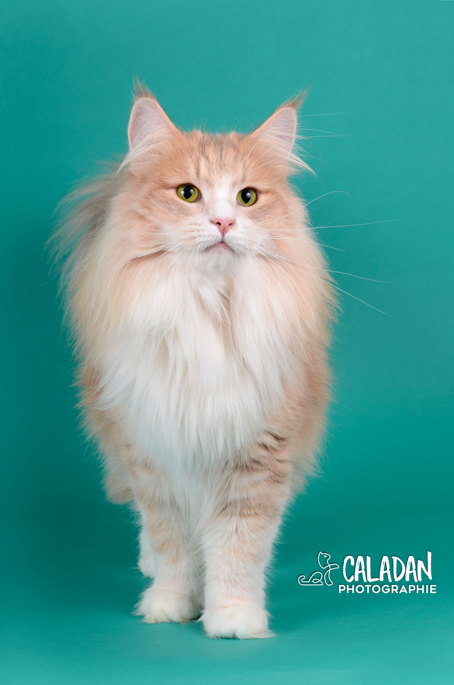 norvégien ambre chatterie caladan, élevage en conscience