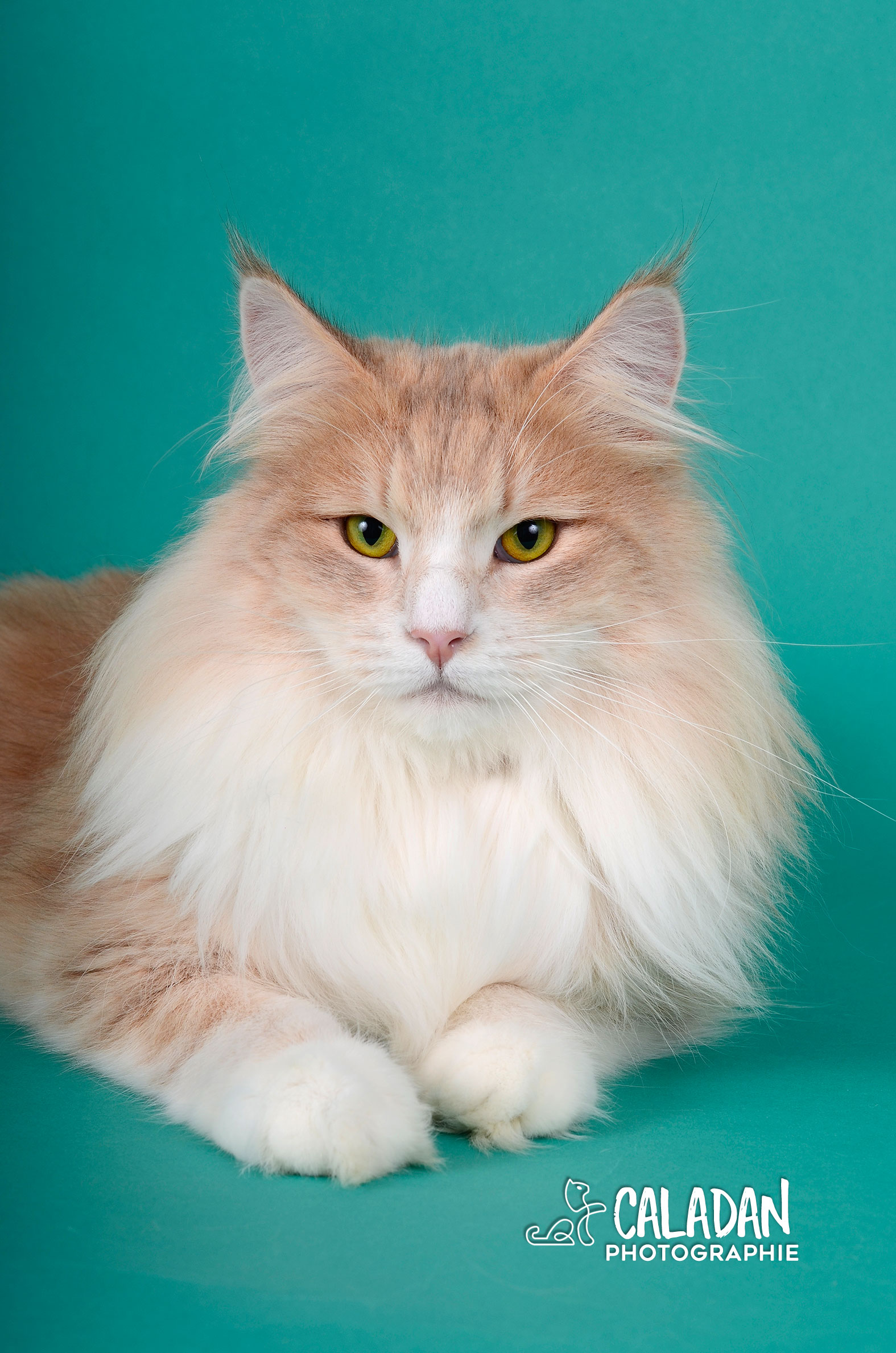 chatte norvégien bleu ambre, reproductrice à l'élevage caladan