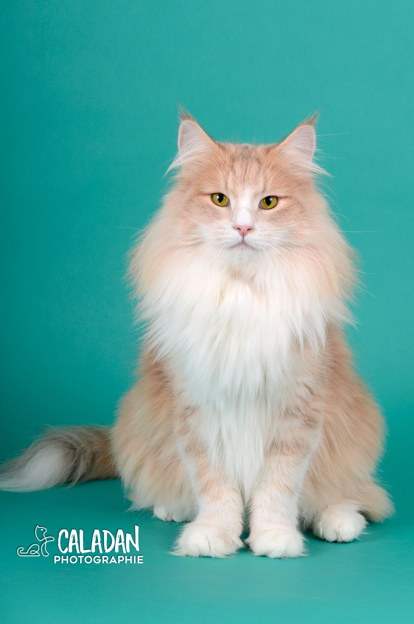 Lena, femelle chat des forets norvegiennes, bleu ambre