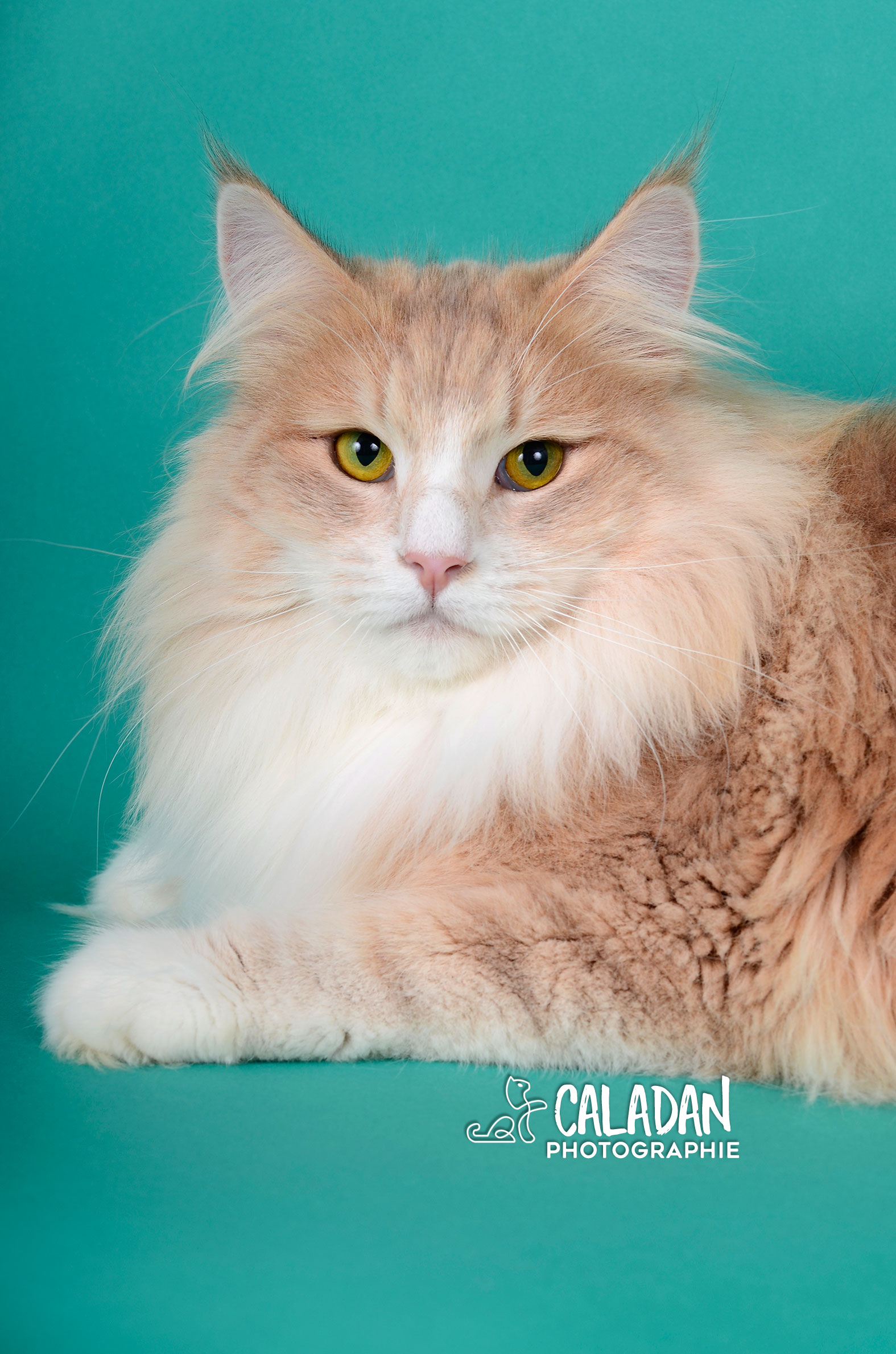 Lena, femelle chat des forets norvegiennes, bleu ambre