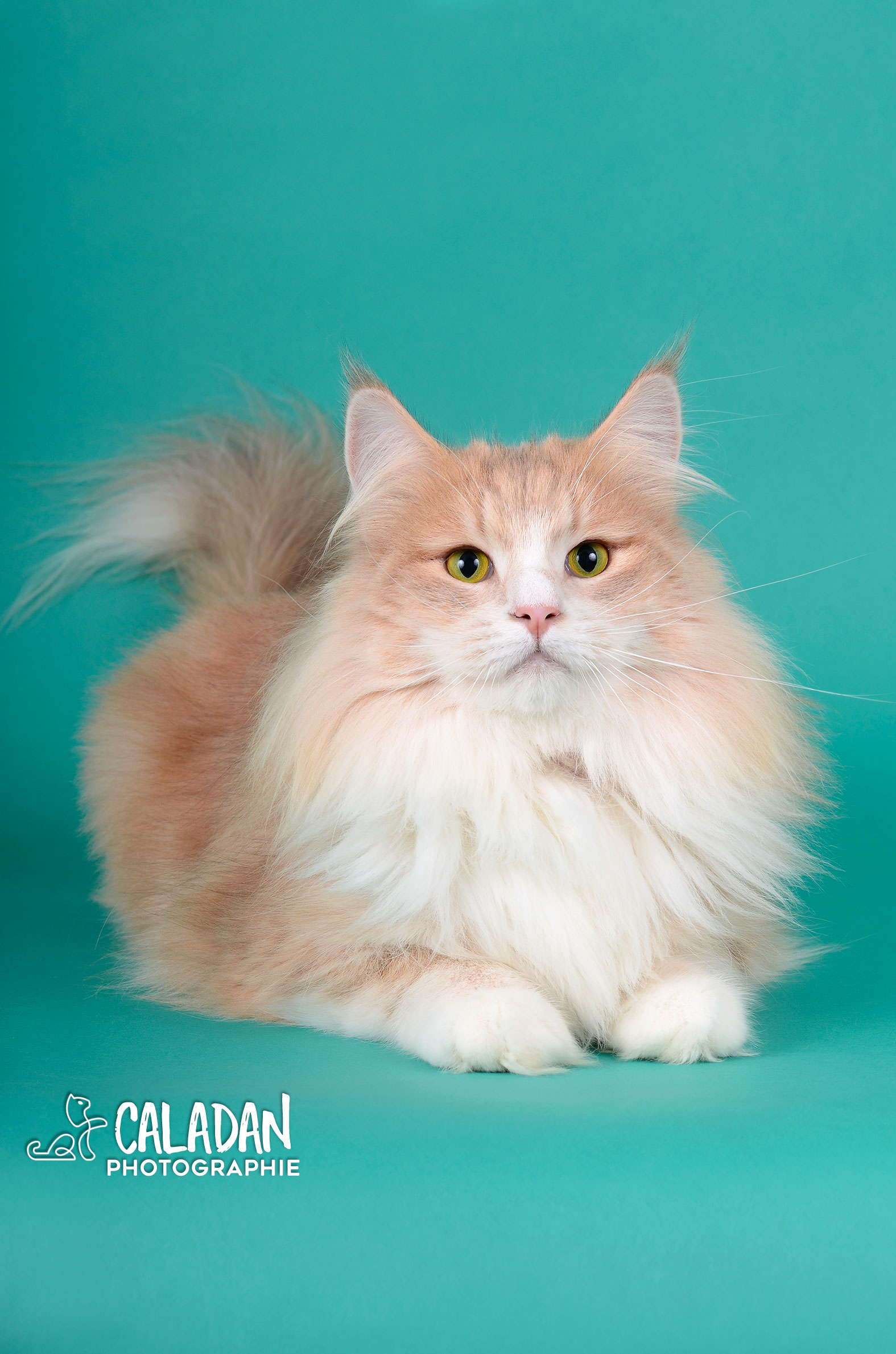 chatte norvégien bleu ambre, reproductrice à l'élevage caladan