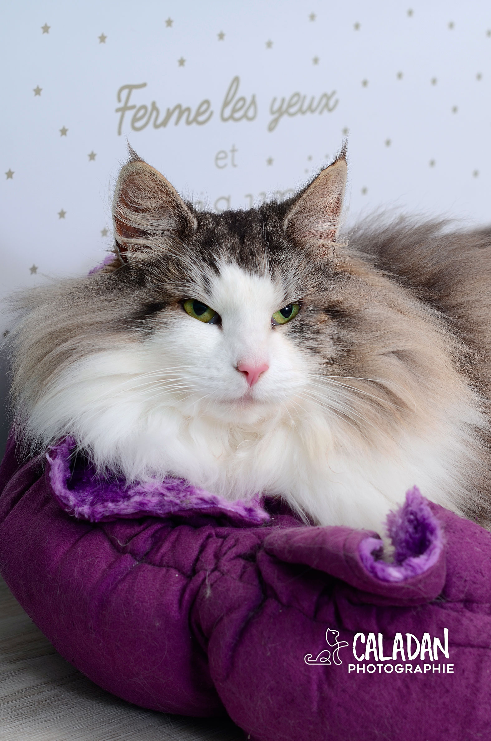 Ils ont participé Chat norvégien qui a compté pour les caladan