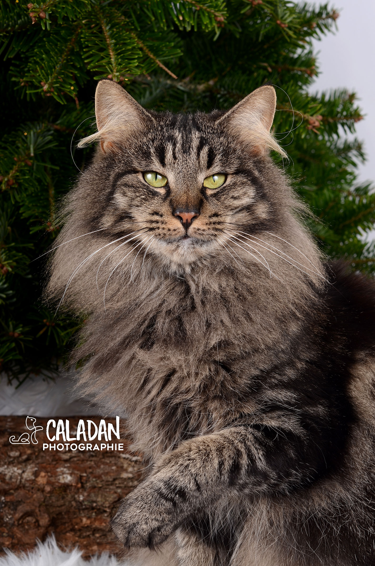 Ils ont participé Chat norvégien qui a compté pour les caladan