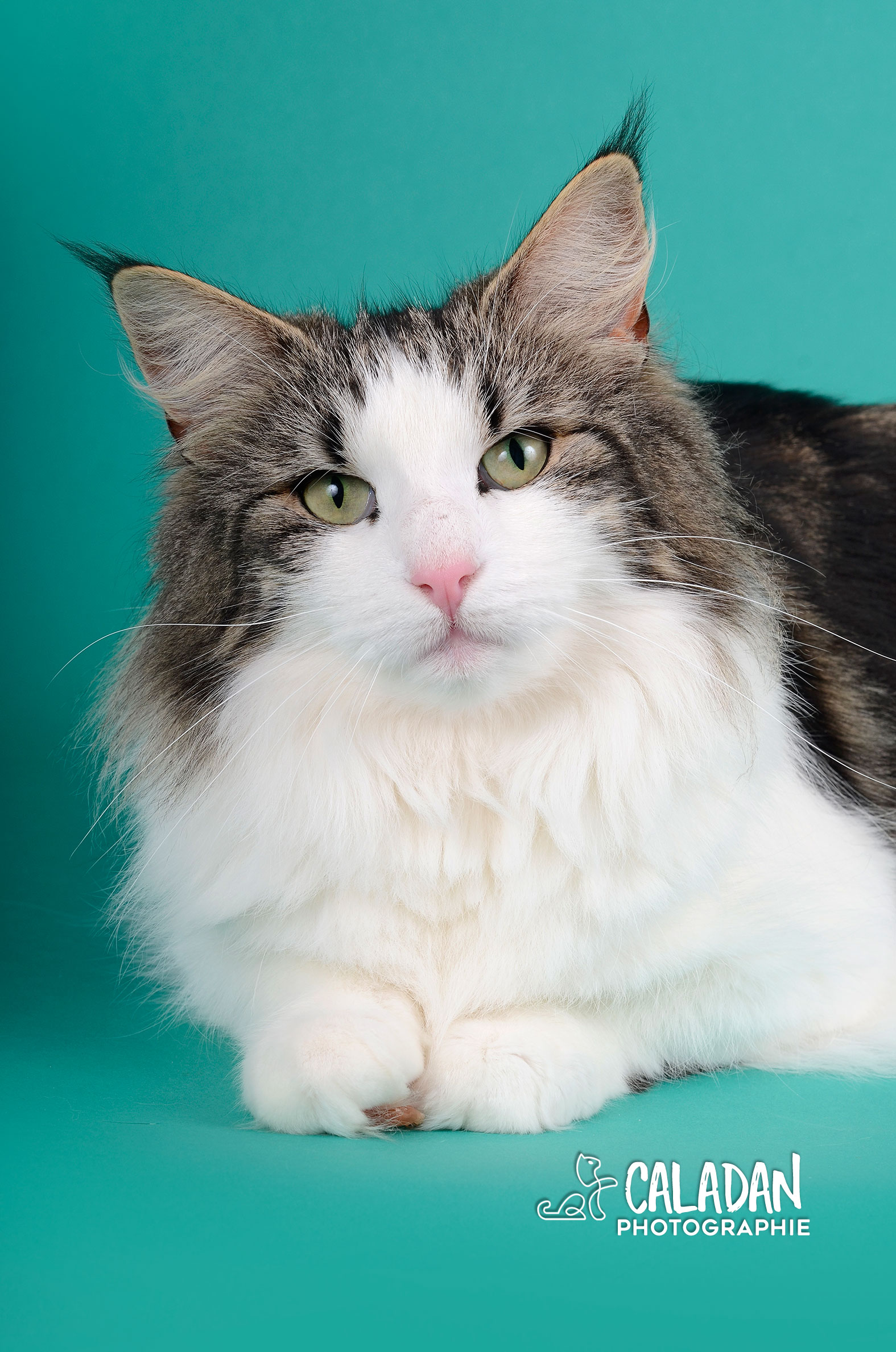 Ils ont participé Chat norvégien qui a compté pour les caladan