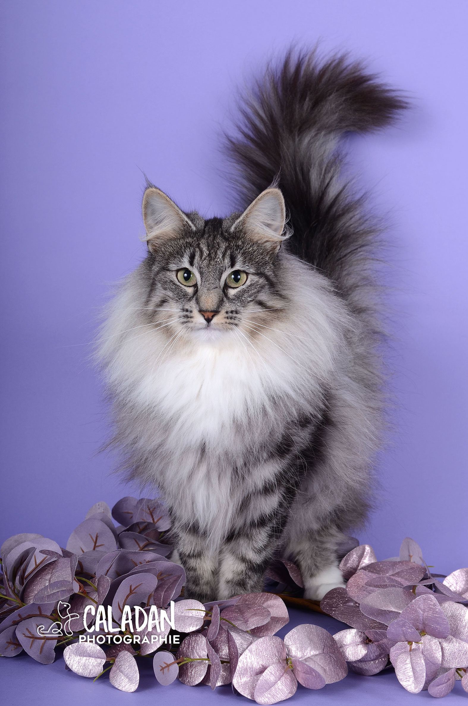 Ils ont participé Chat norvégien qui a compté pour les caladan