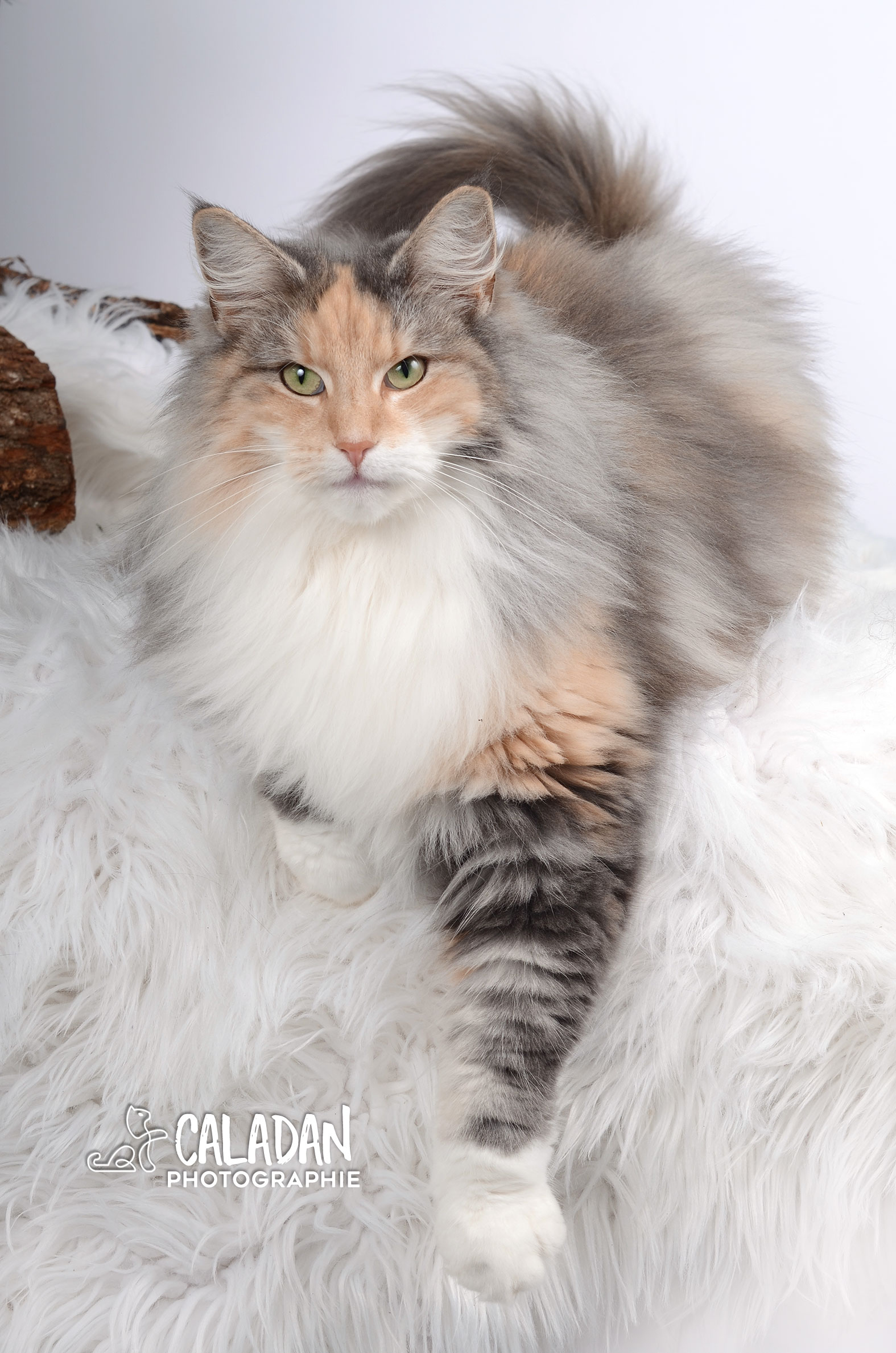 Ils ont participé Chat norvégien qui a compté pour les caladan