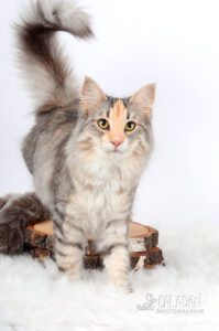 Panier retraite Chat norvégien qui a compté pour les caladan