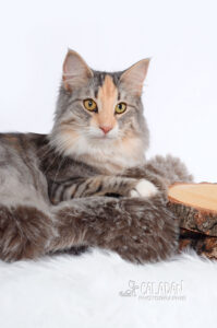 Panier retraite Chat norvégien qui a compté pour les caladan